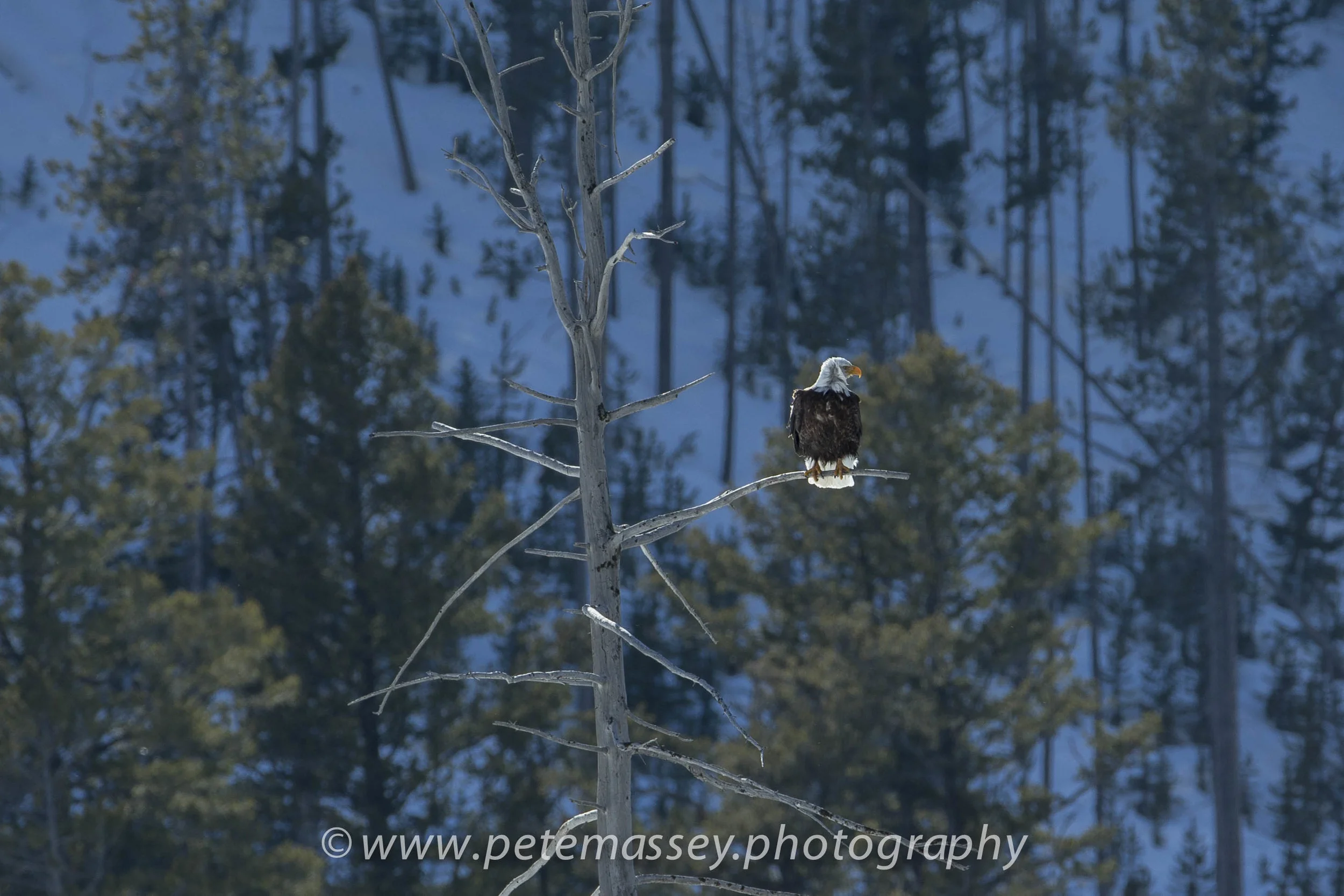 Bald Eagle, Snake River, Yellowstone, USA