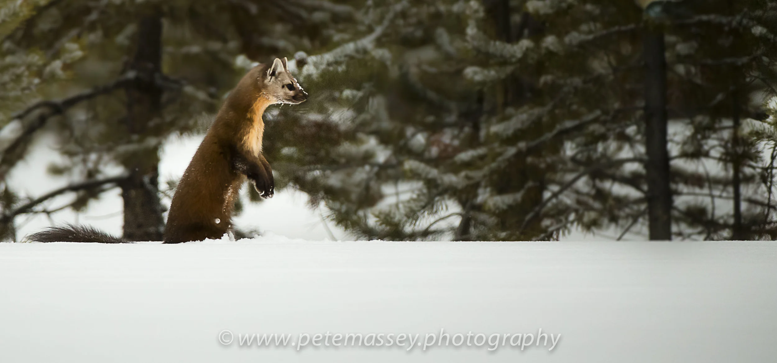 Pine Martin, Madison River, Yellowstone, USA