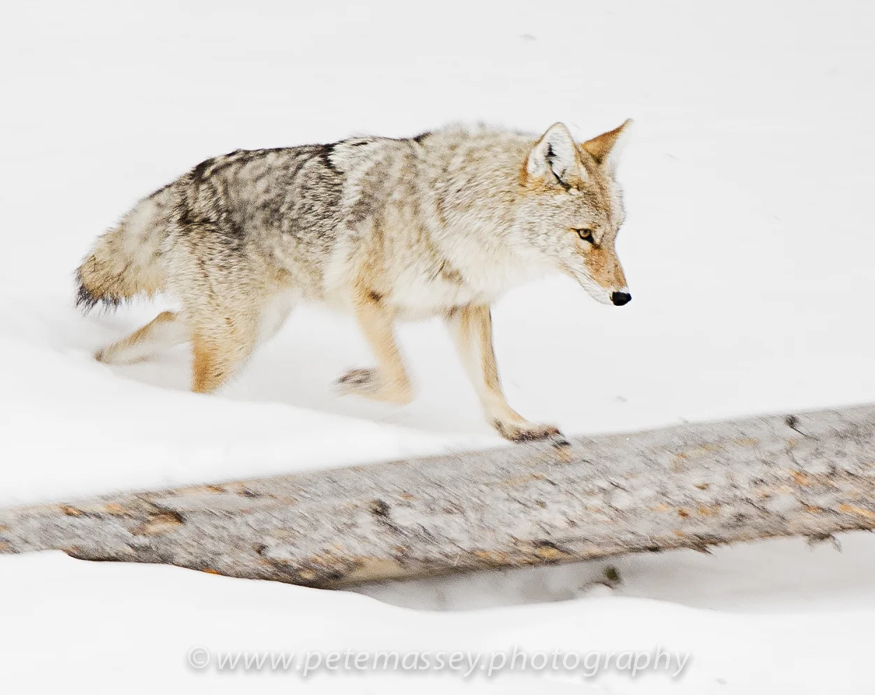Coyote, Madison River, Yellowstone, USA
