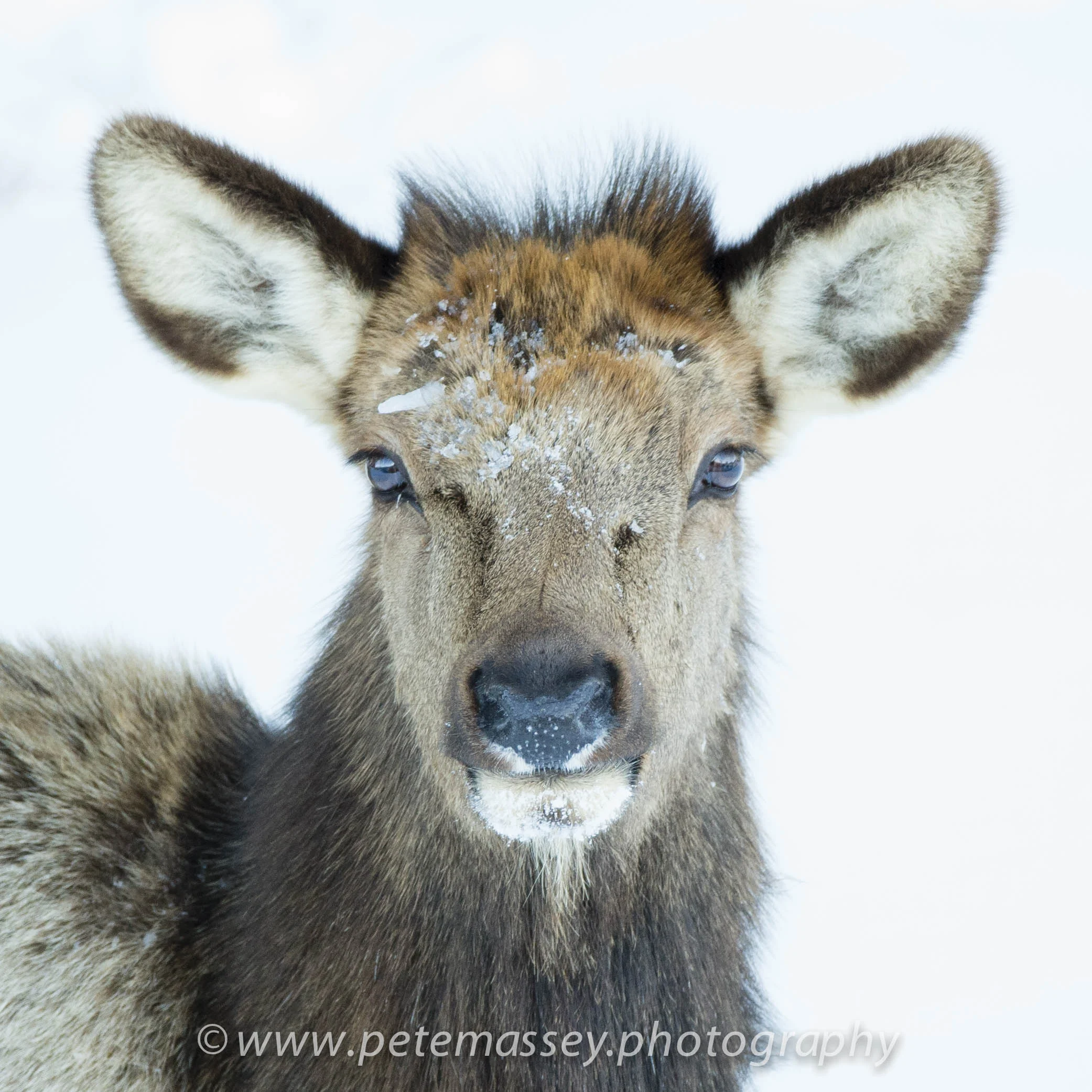 Elk_Madison River_Yellowstone_USA