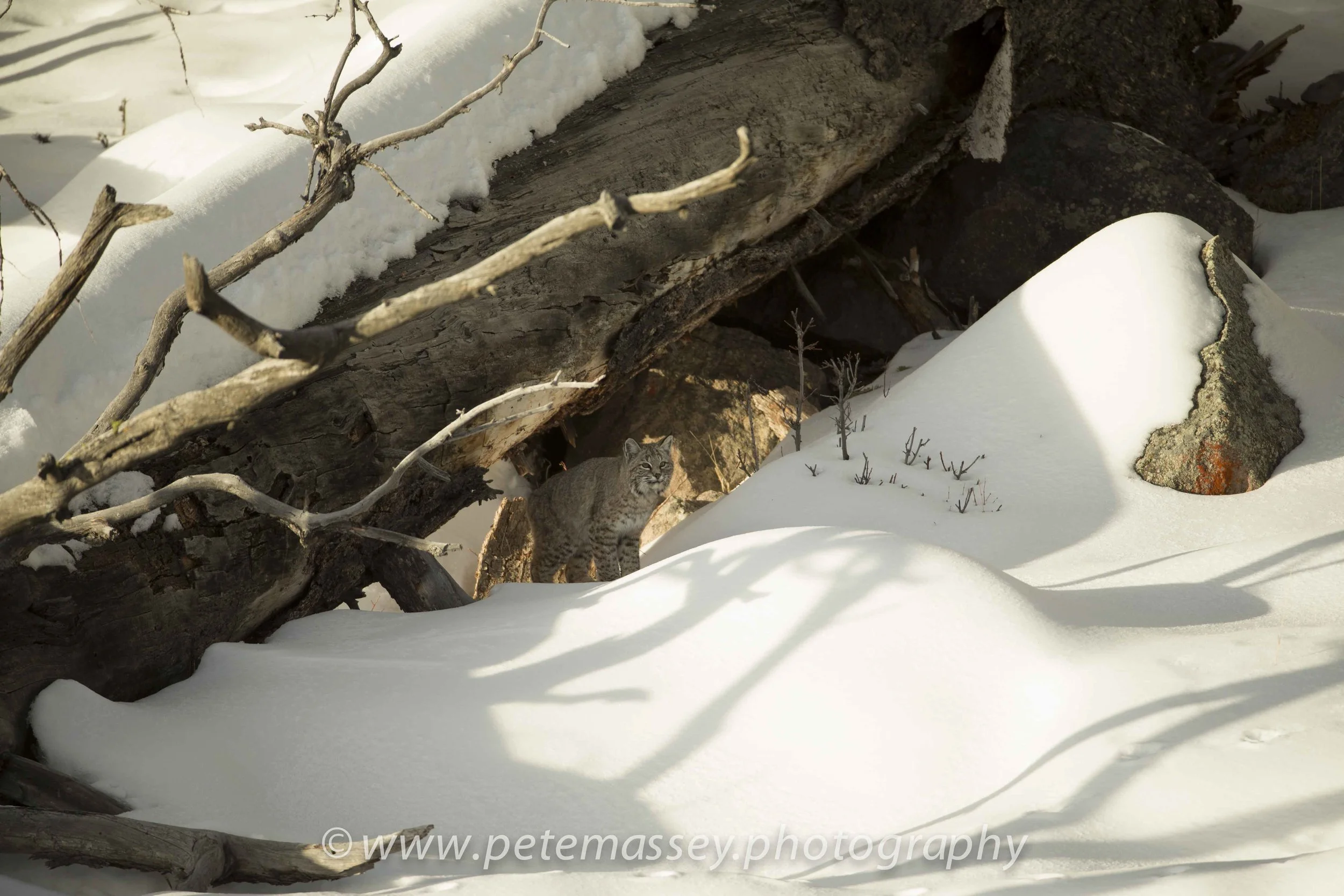 Website Photo (9 of 13).jpg