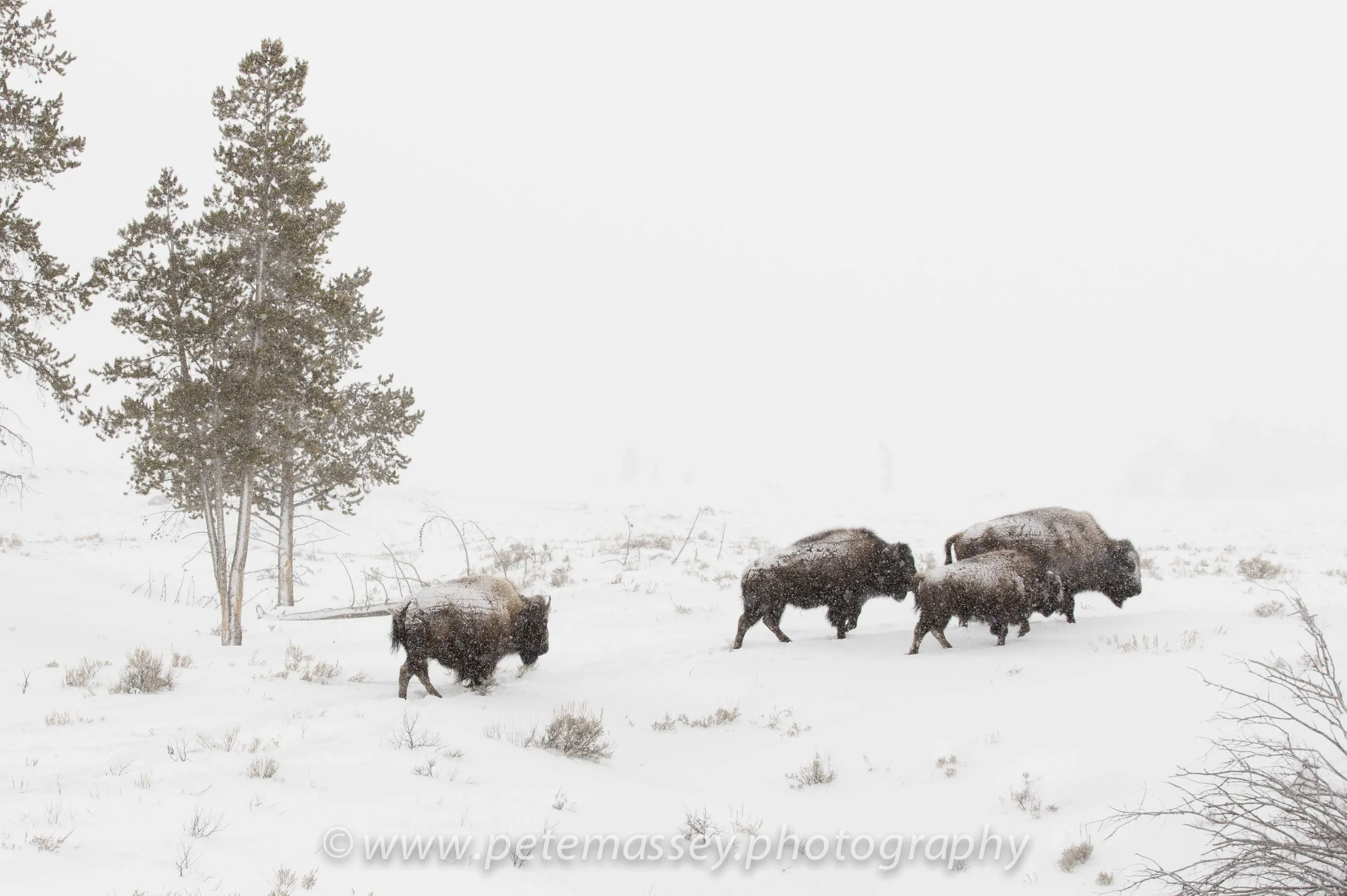 Website Photo (13 of 13).jpg