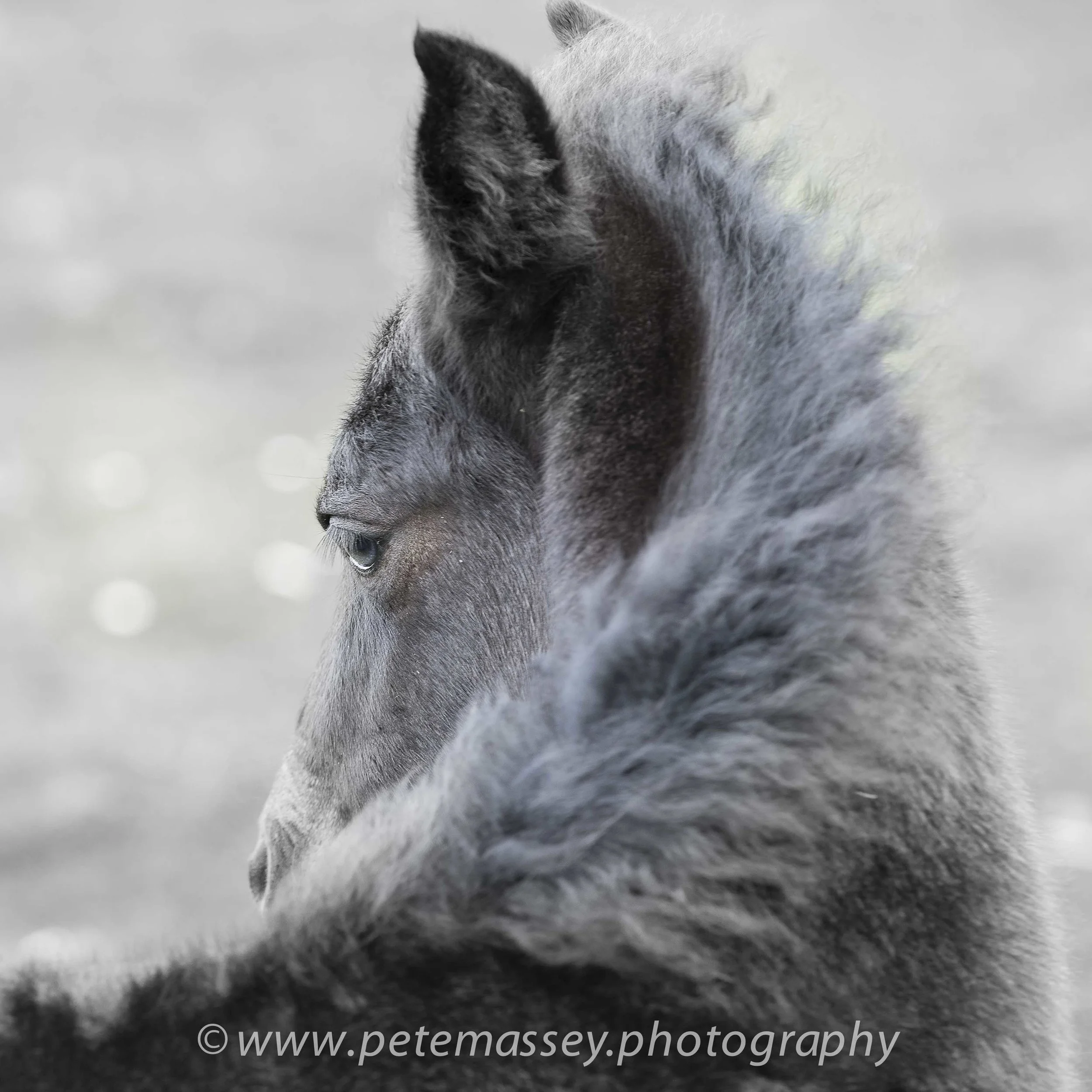 Dartmoor Pony Foal (1 of 1).jpg