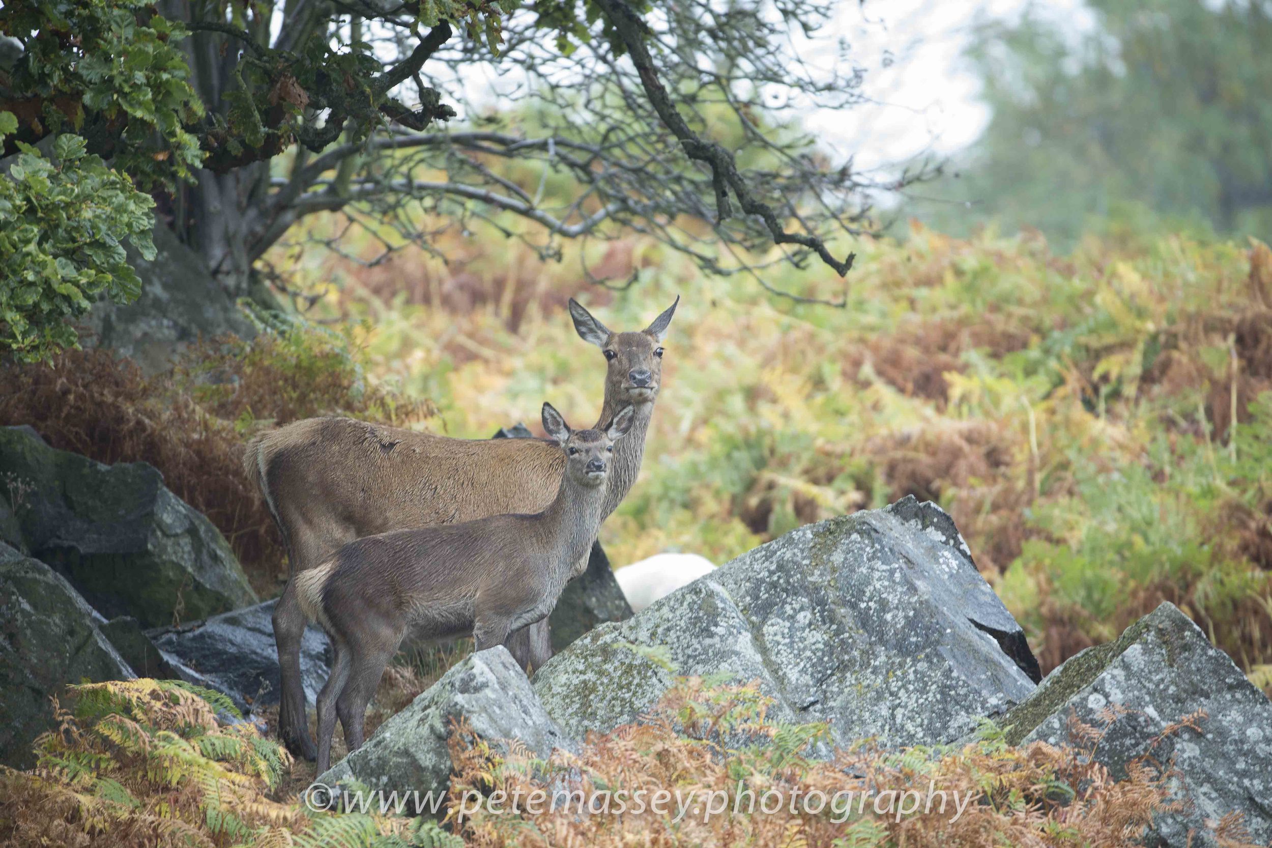 Red Deer Pair (1 of 1).jpg