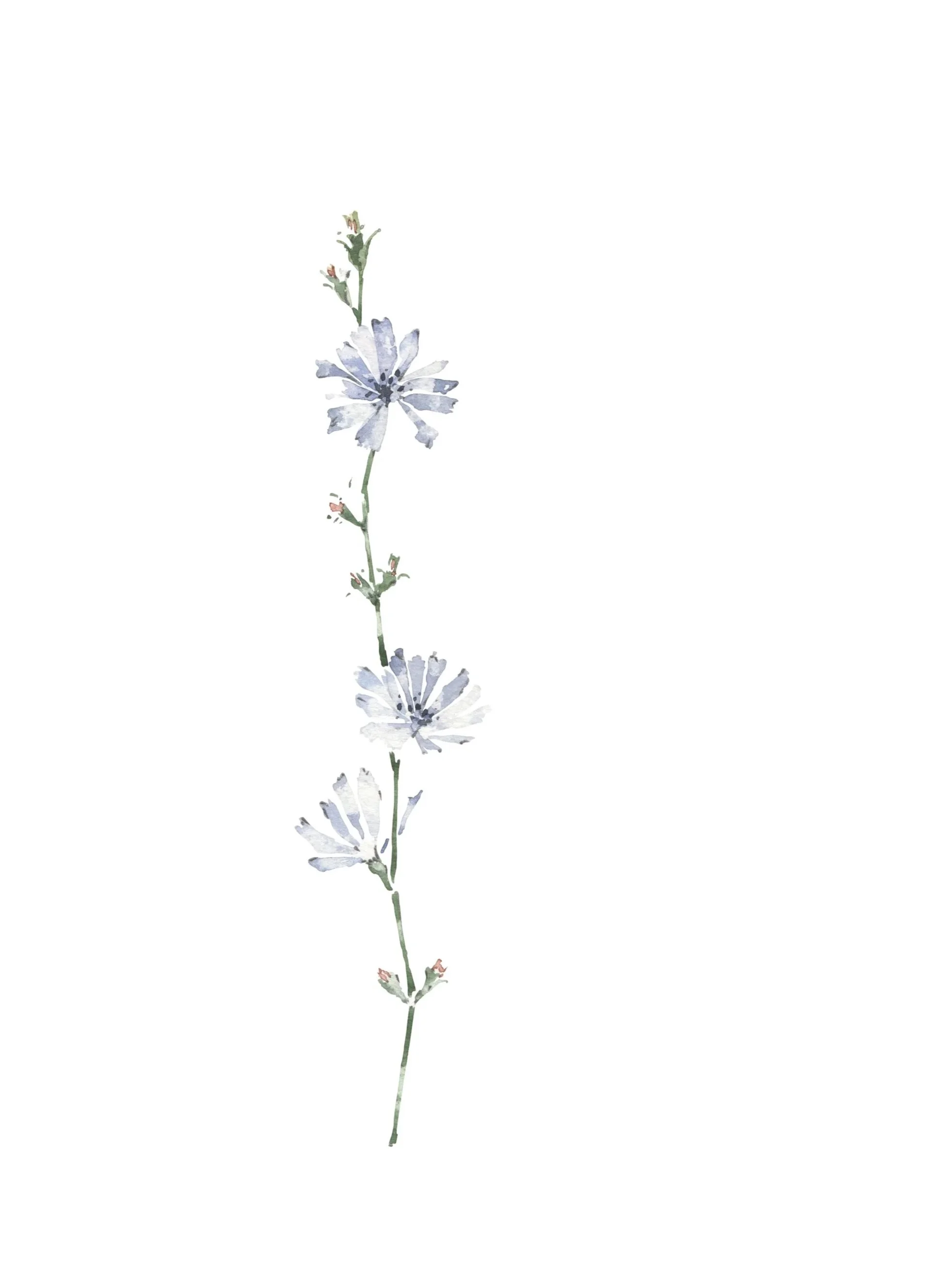chicory_octon.jpg