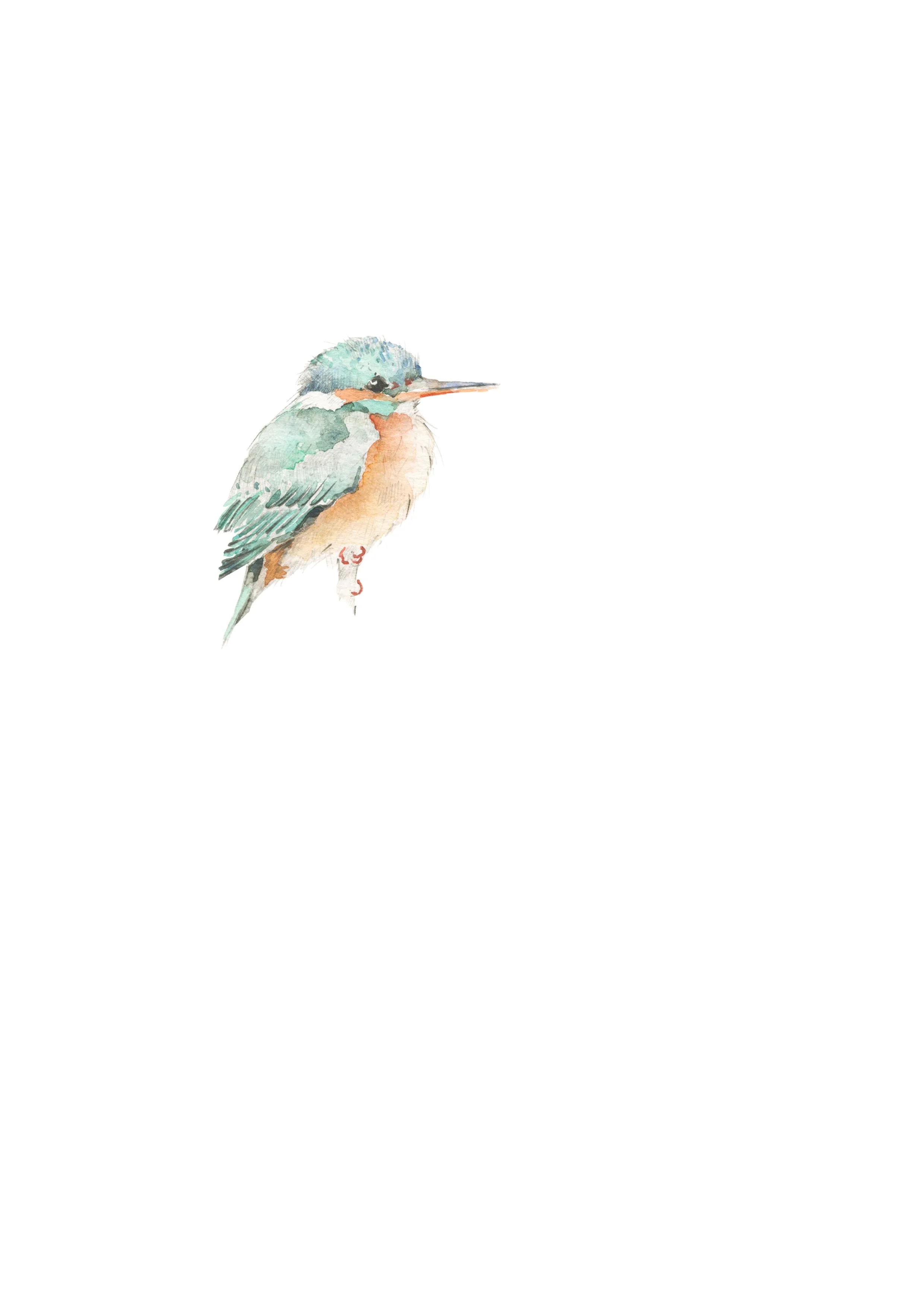 kingfisher_octon.jpg