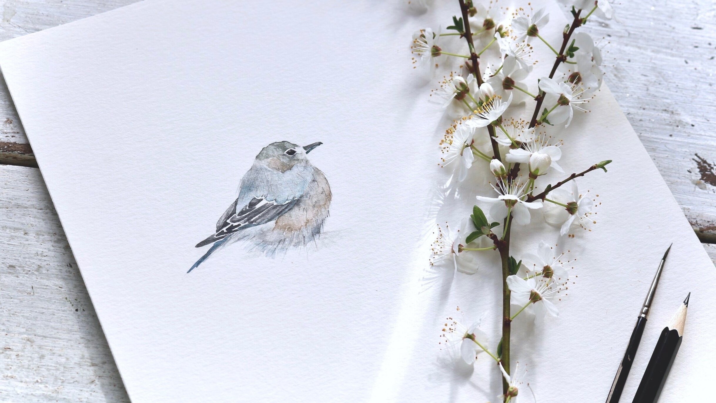 little%2Bblue%2Bbird.jpg