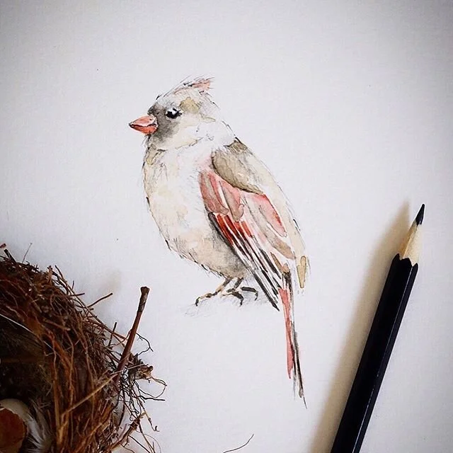 I painted this little lady (female cardinal) the other day. I love painting birds because they seem to each have their own personality. I try to capture it in their eyes but I never have any clue how it will be. As a result I always paint the eyes fi