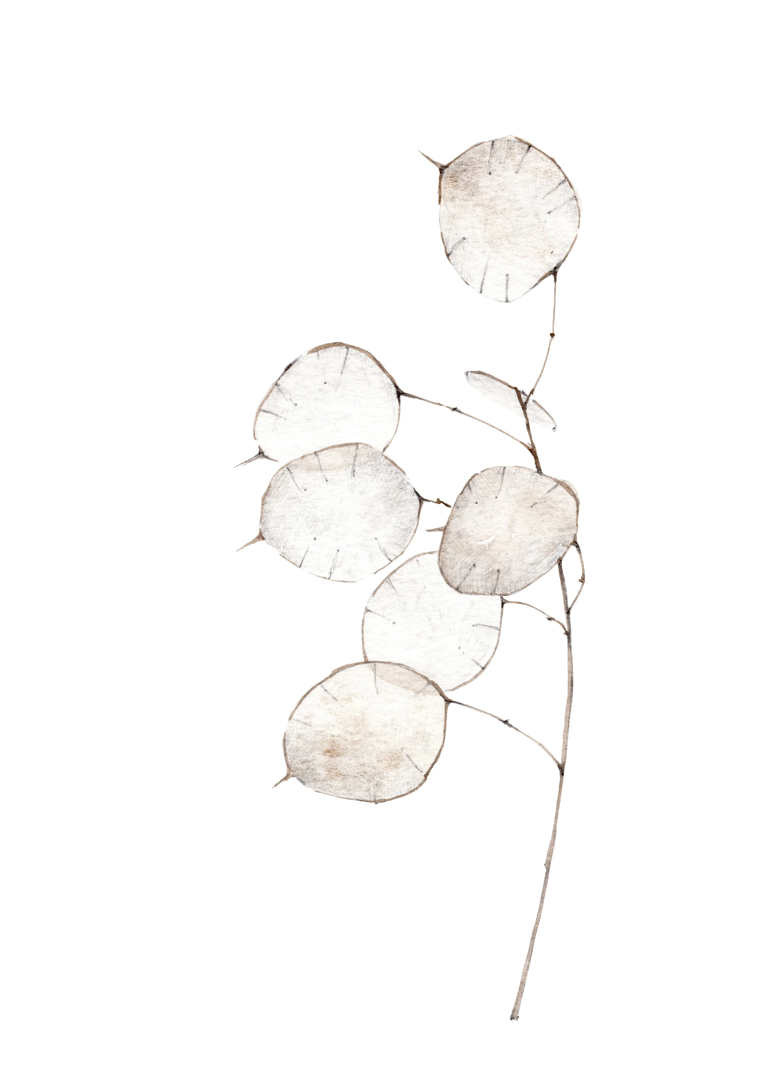 silverleaf print A5 62%.jpg