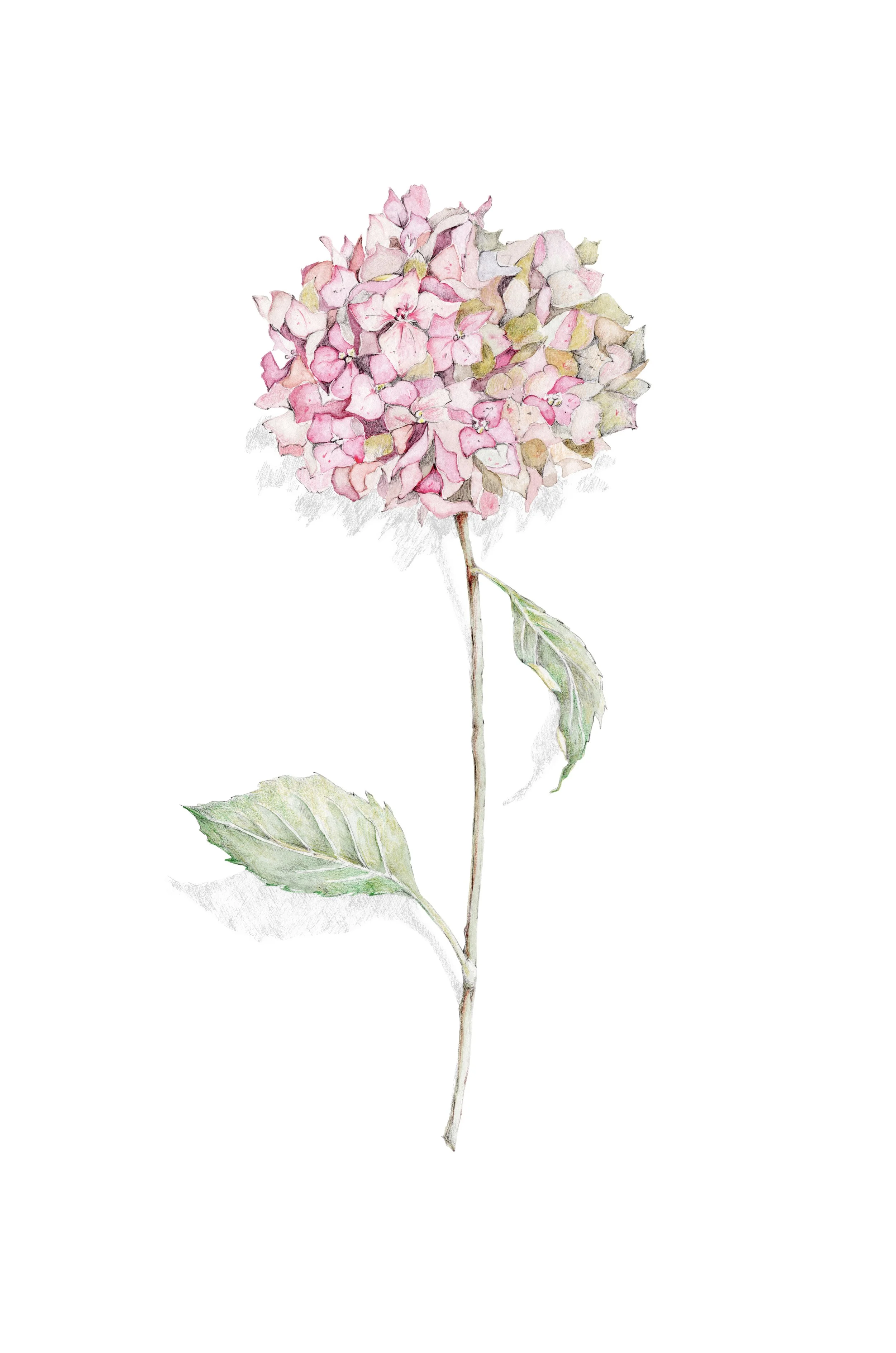 pink hortensia pink A4 print final smaller.jpeg