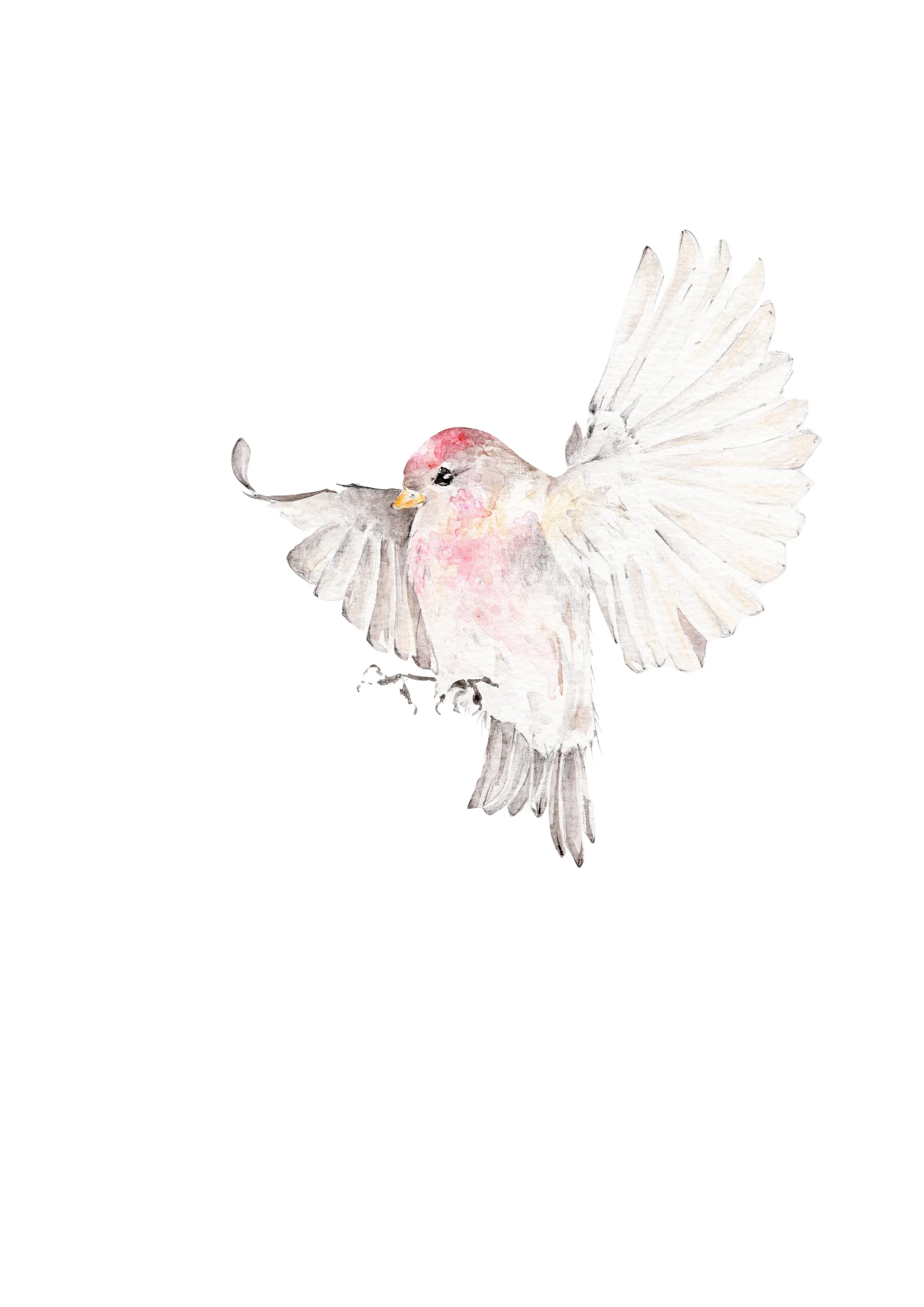 songbird for print.jpg