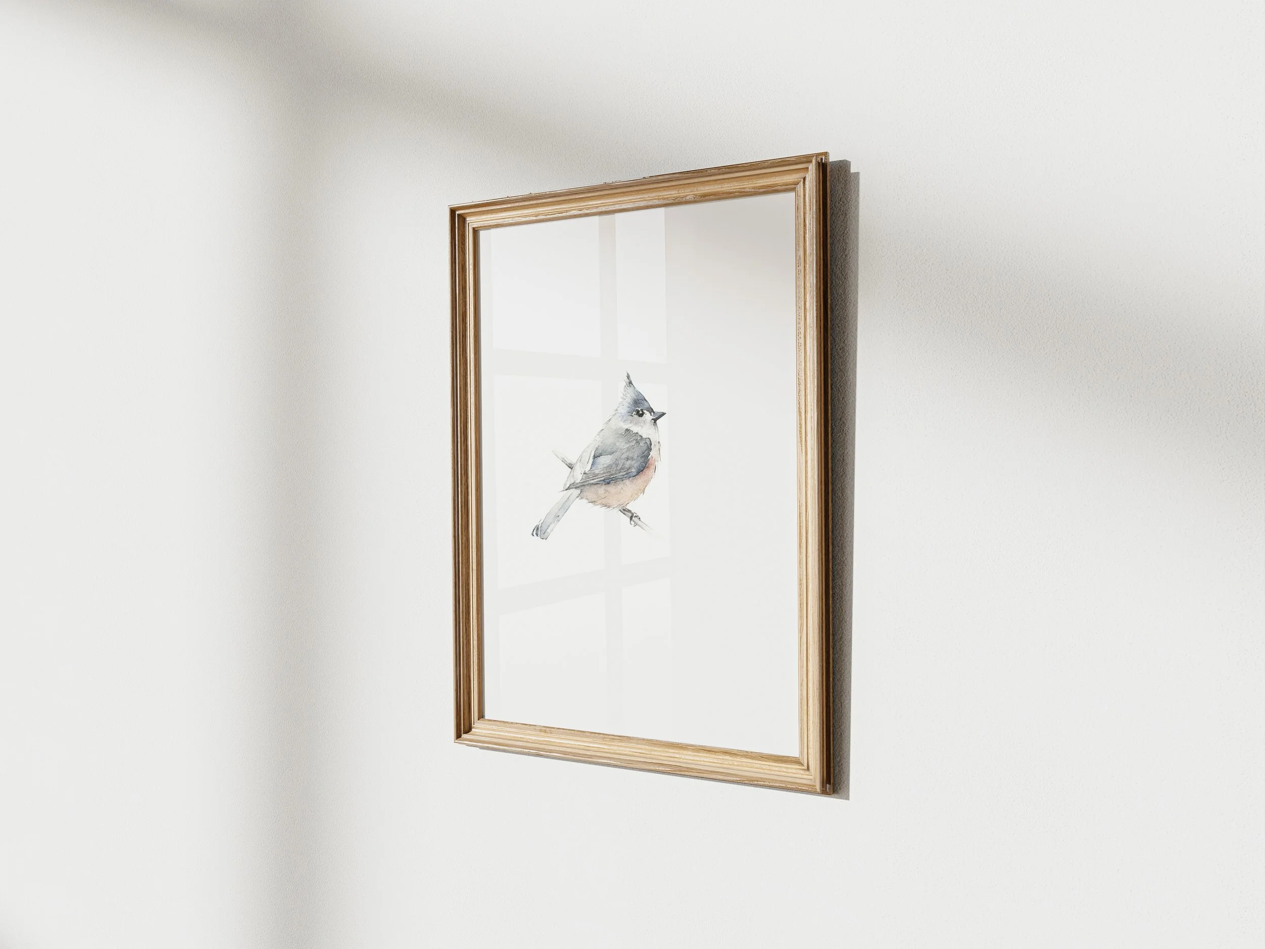Tufted titmouse 1 Angle.jpg