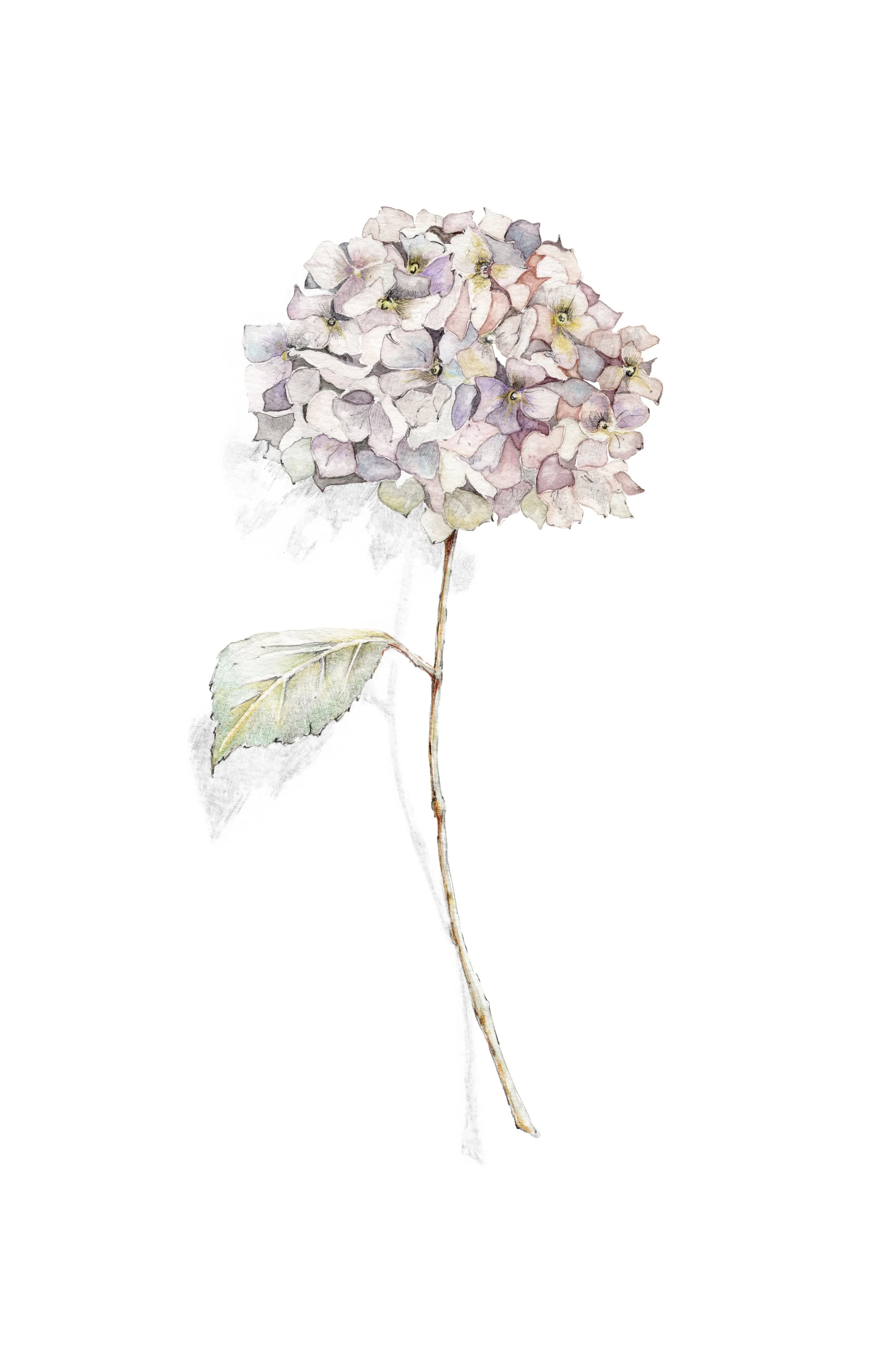 lilac hortensia A4 print final smaller.jpeg