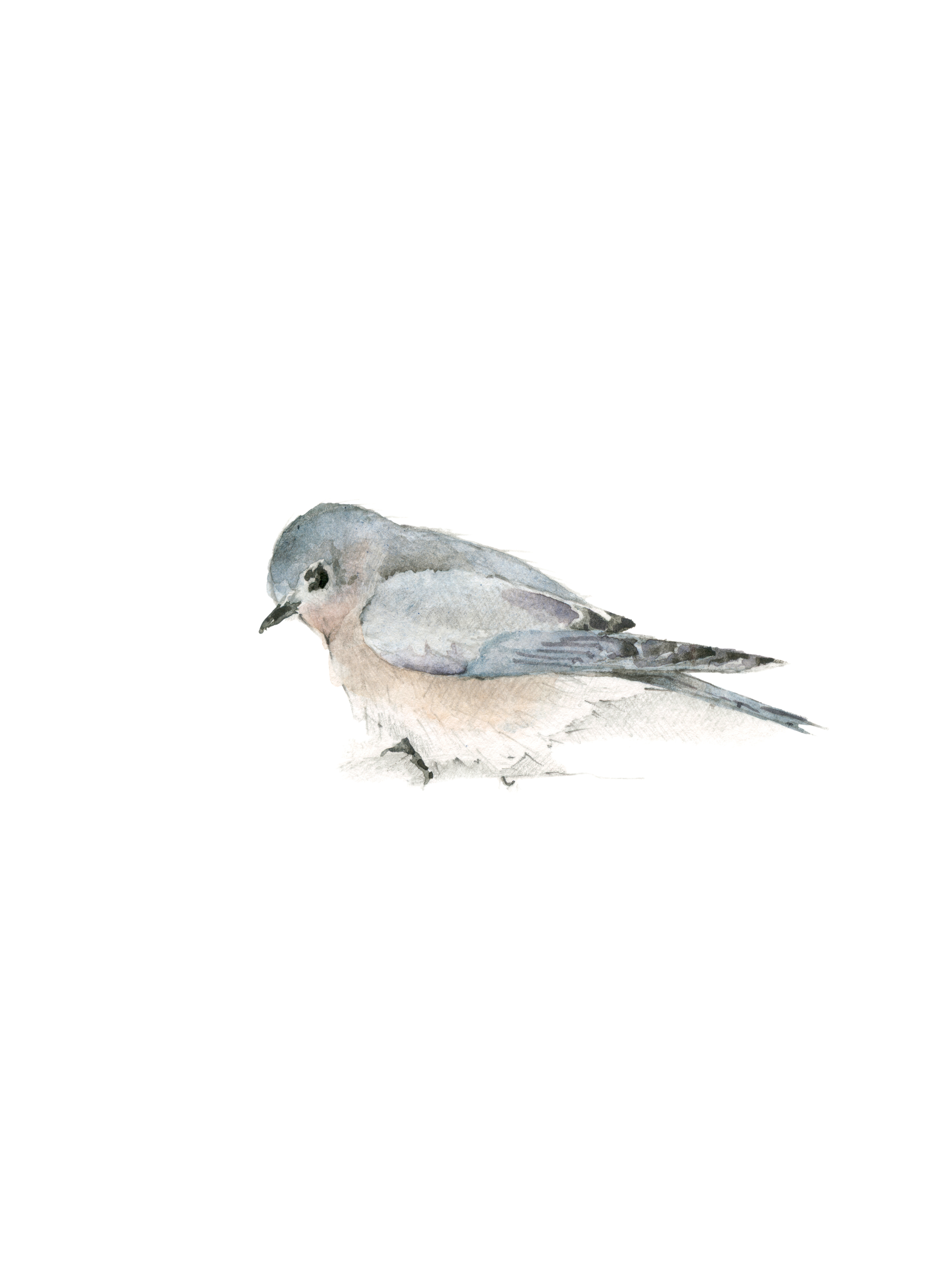 eastern bluebird female A5 print.png