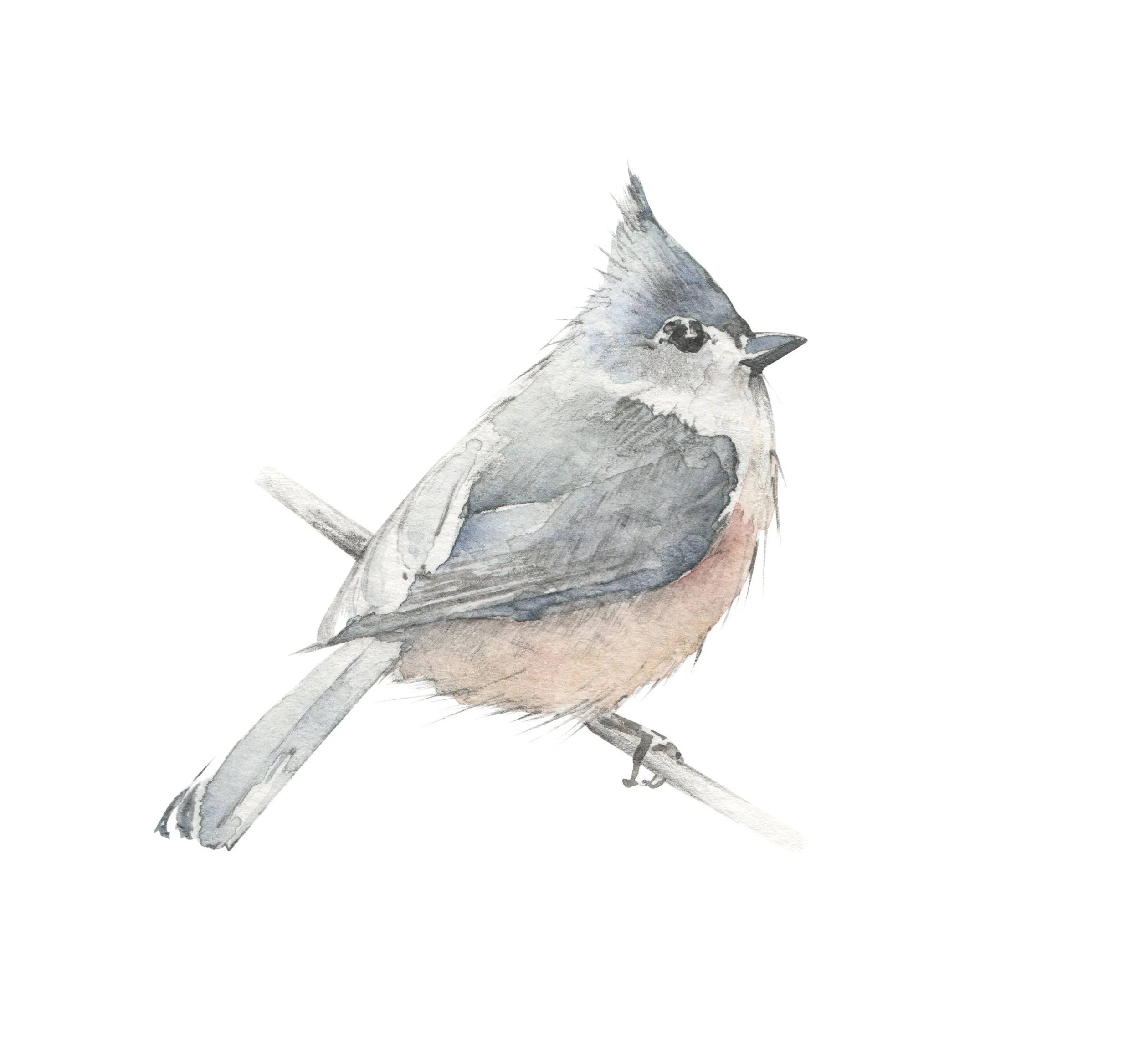 tufted titmouse.jpg