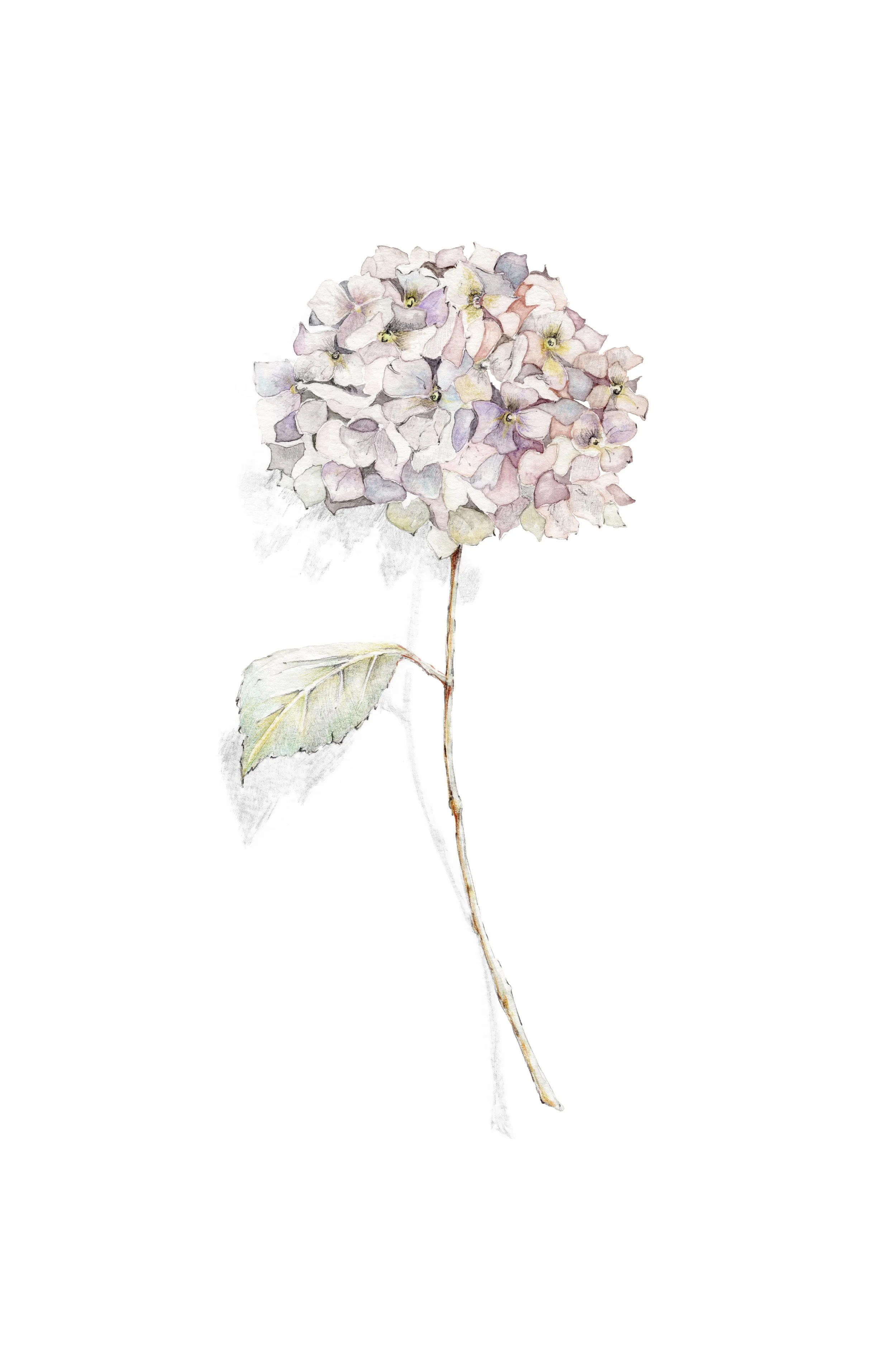 hortensia lilac A4 print.jpg