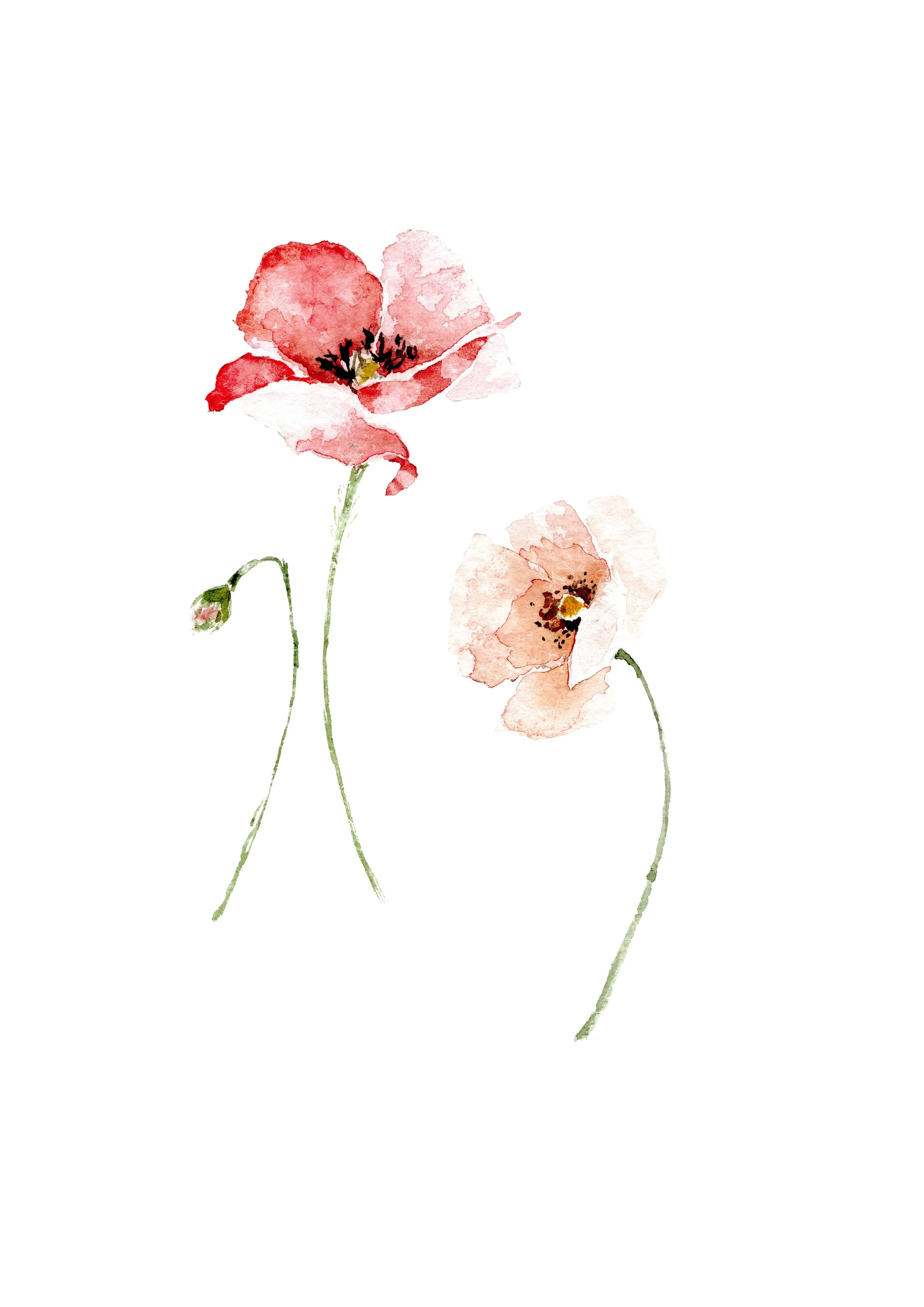 poppies A5 print.jpg
