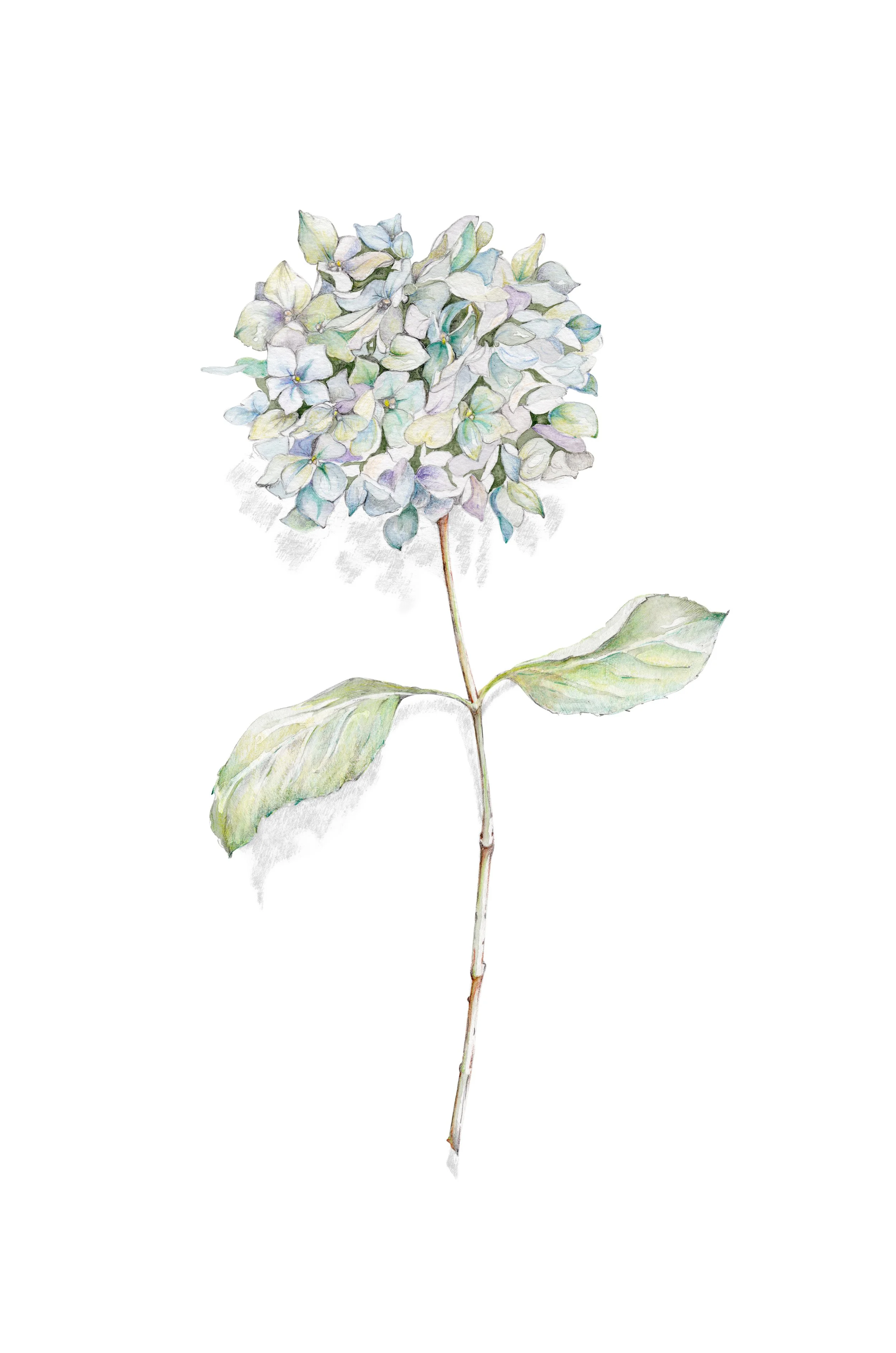 blue hortensia A4 print final (9% A3) smaller.jpeg