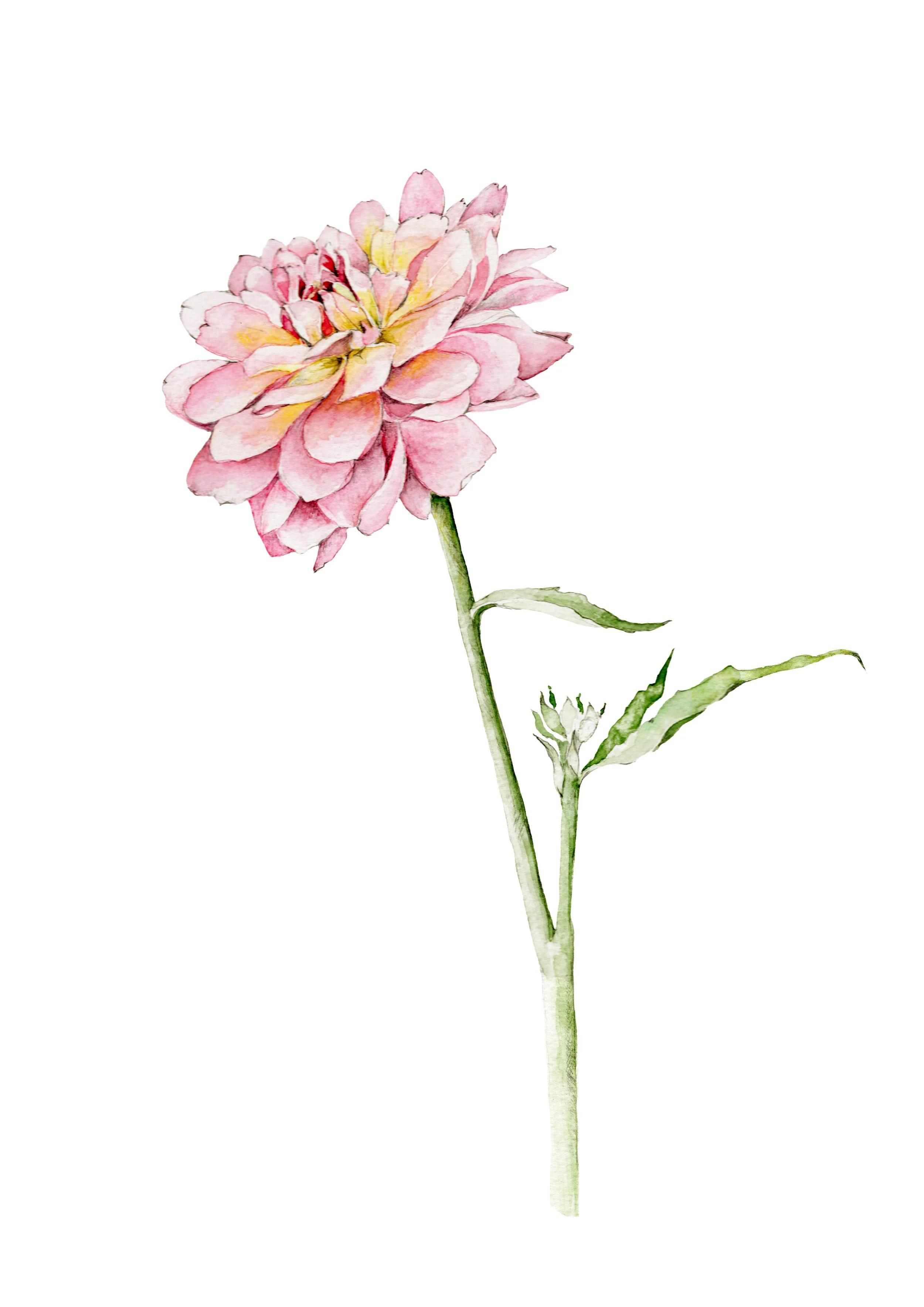 pink dhalia A5 print 2.jpg