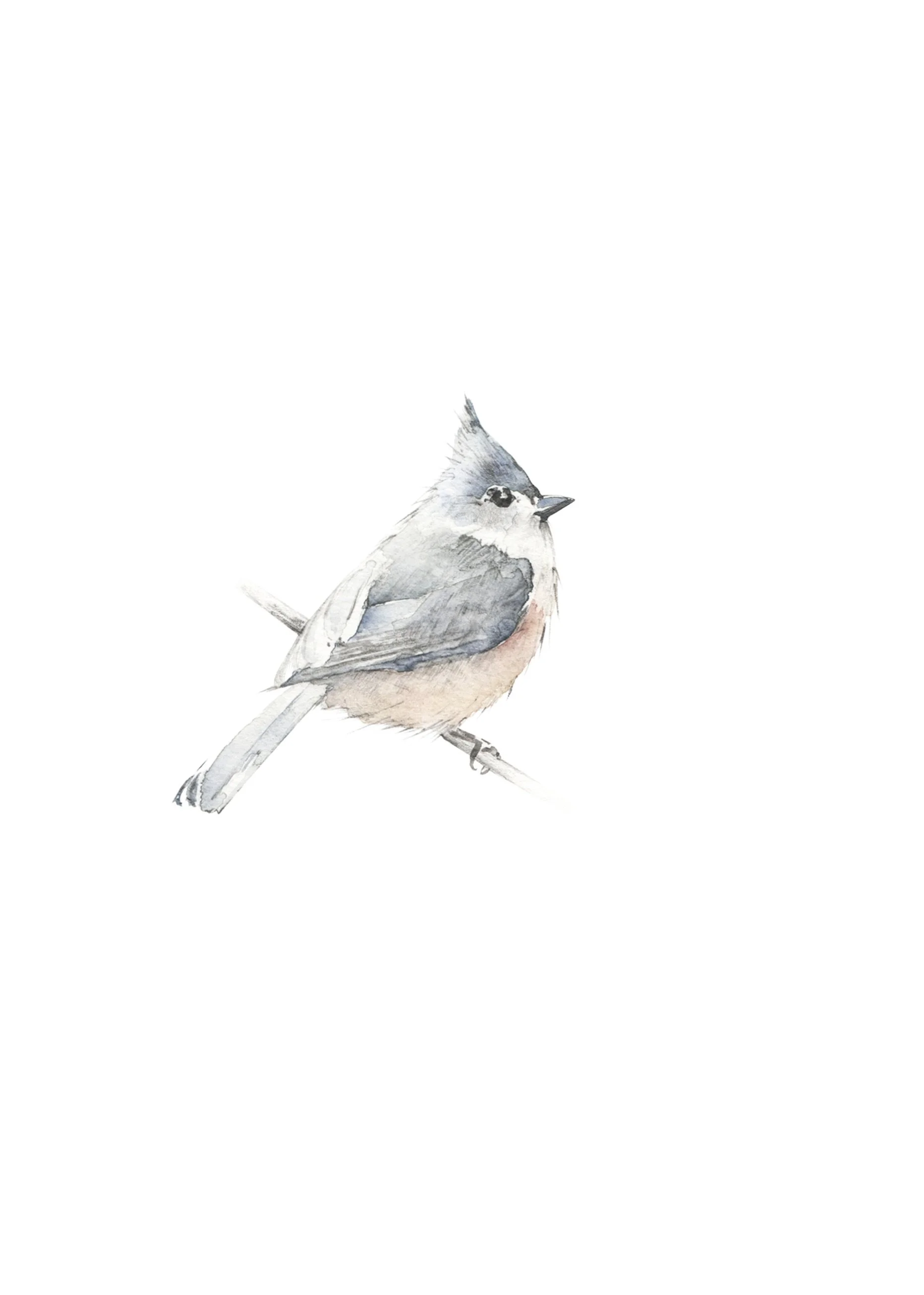 tufted titmouse_octon A5.jpeg