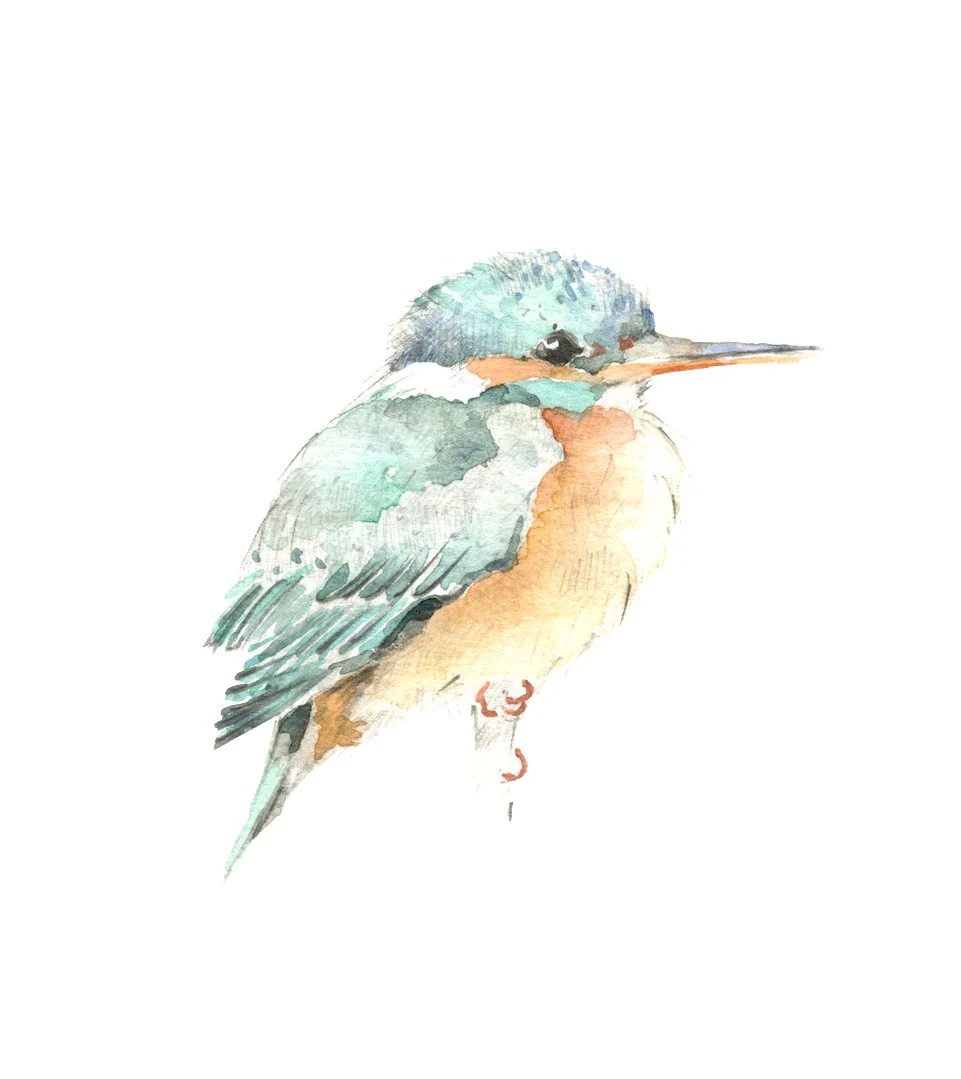 Kingfisher 255% A5.jpg