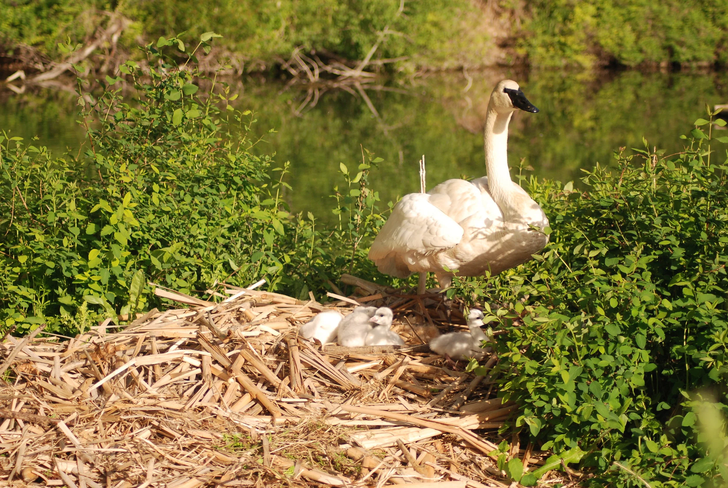 Trumpeter Swan and cygnets