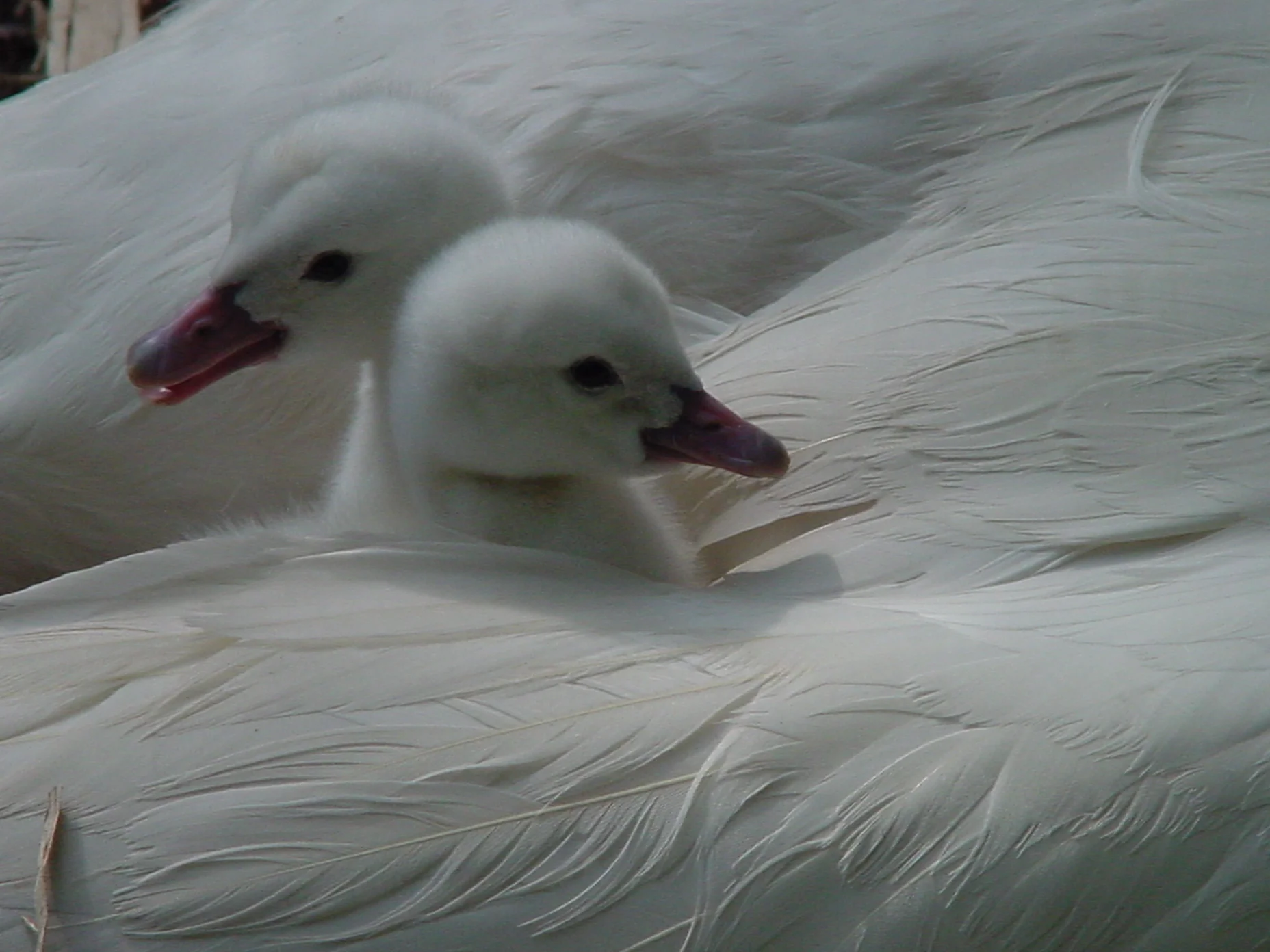 Cygnets tucked away