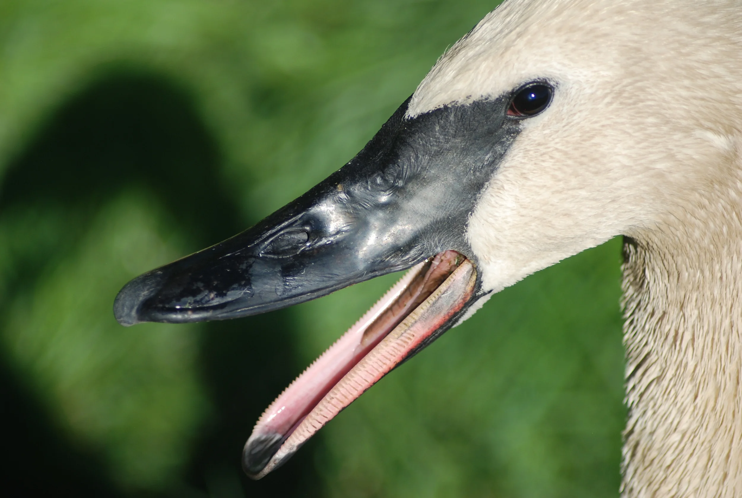 Trumpeter trumpeting