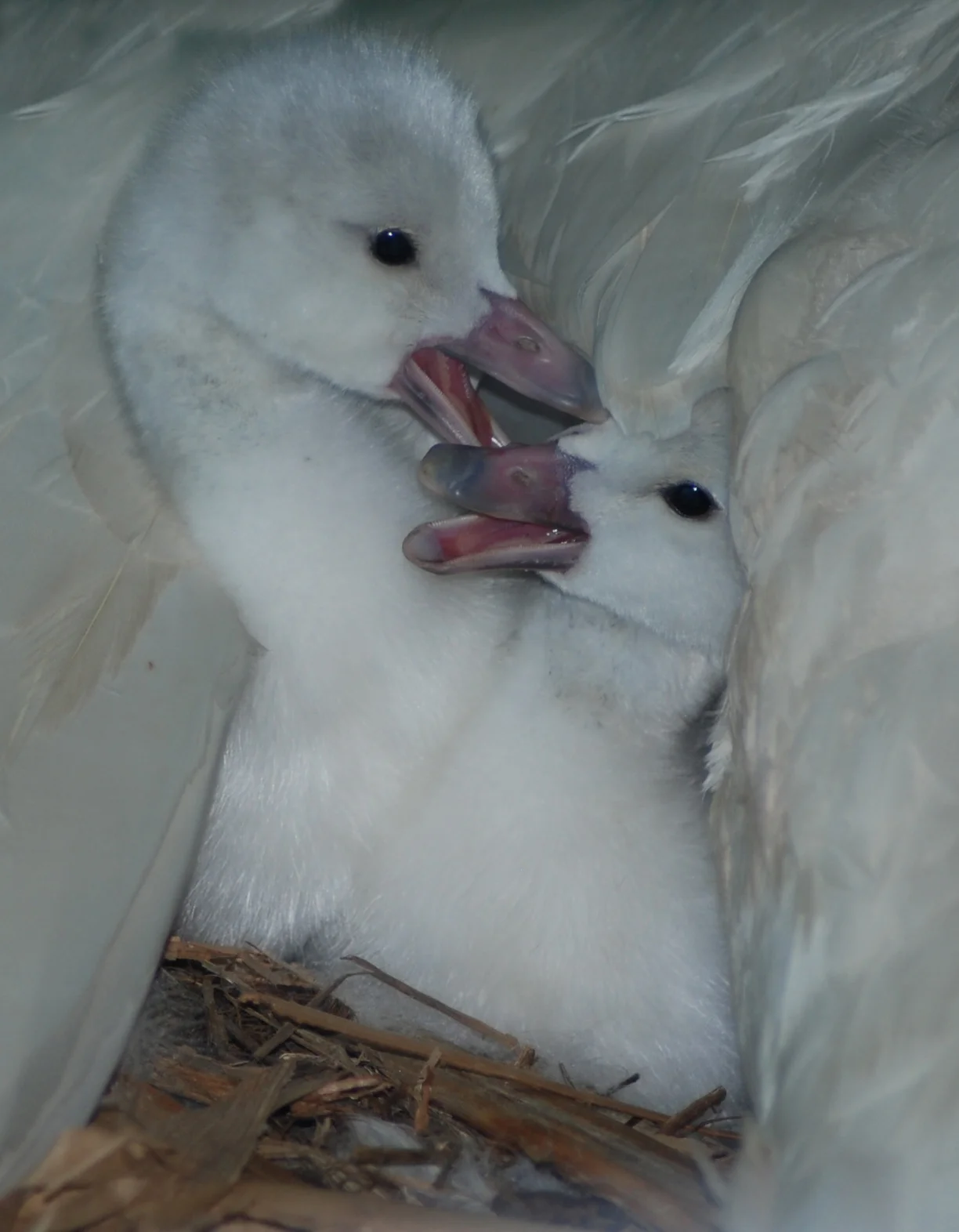 DSC_2375-269+ copy.jpg