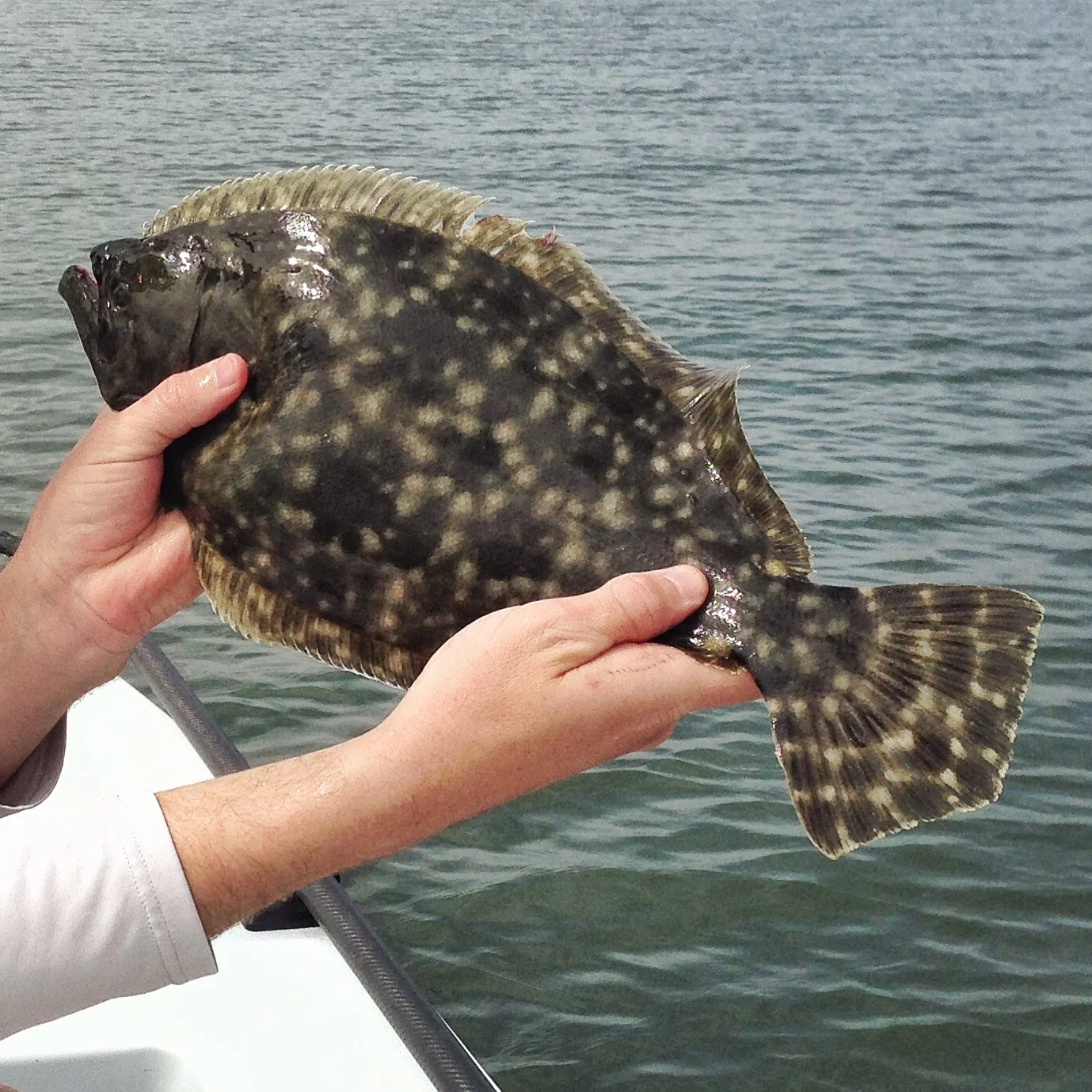 Southern Flounder