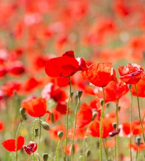 poppies.jpg