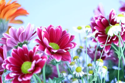 june 3 flowers.jpg