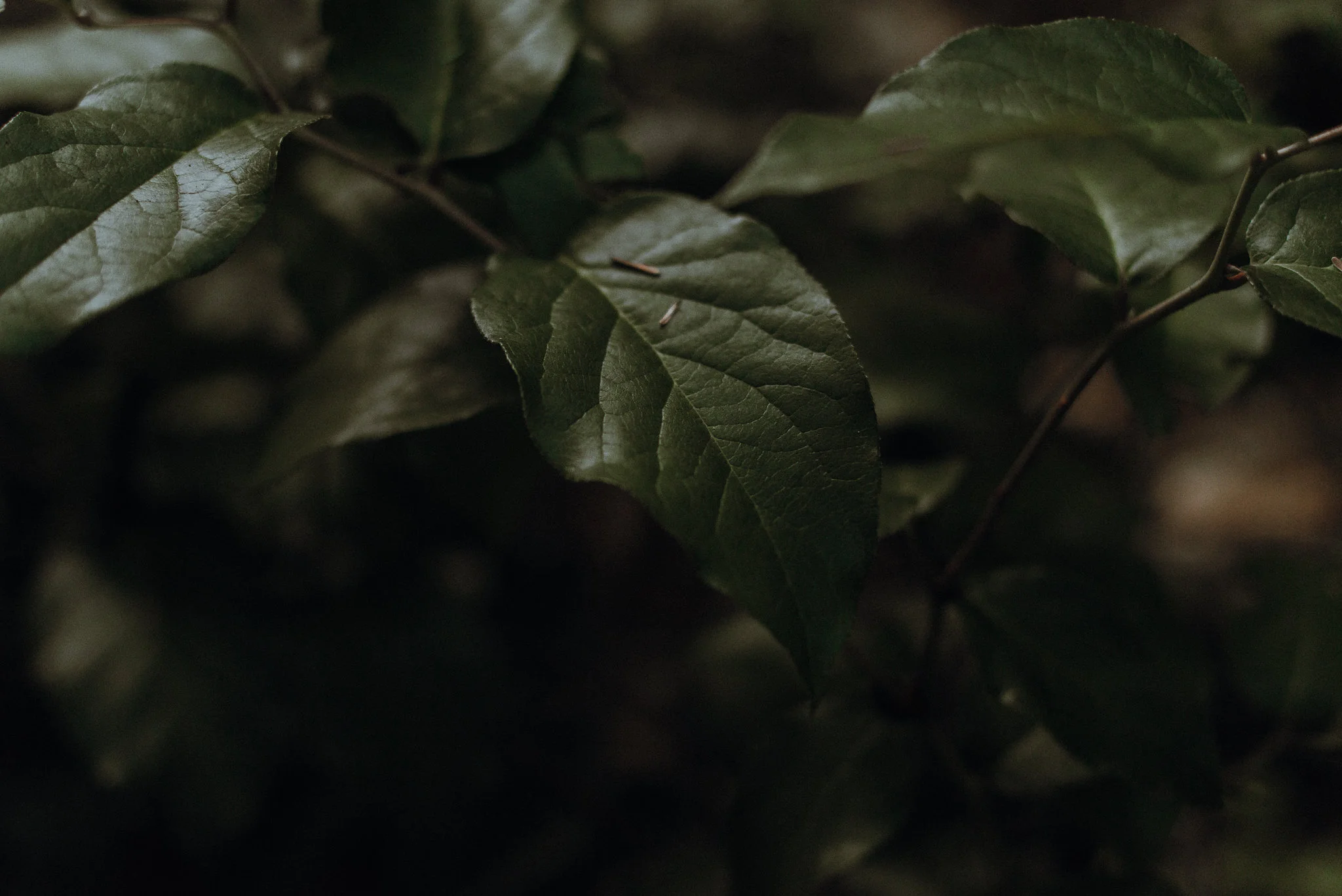 Close up of light on leaf.