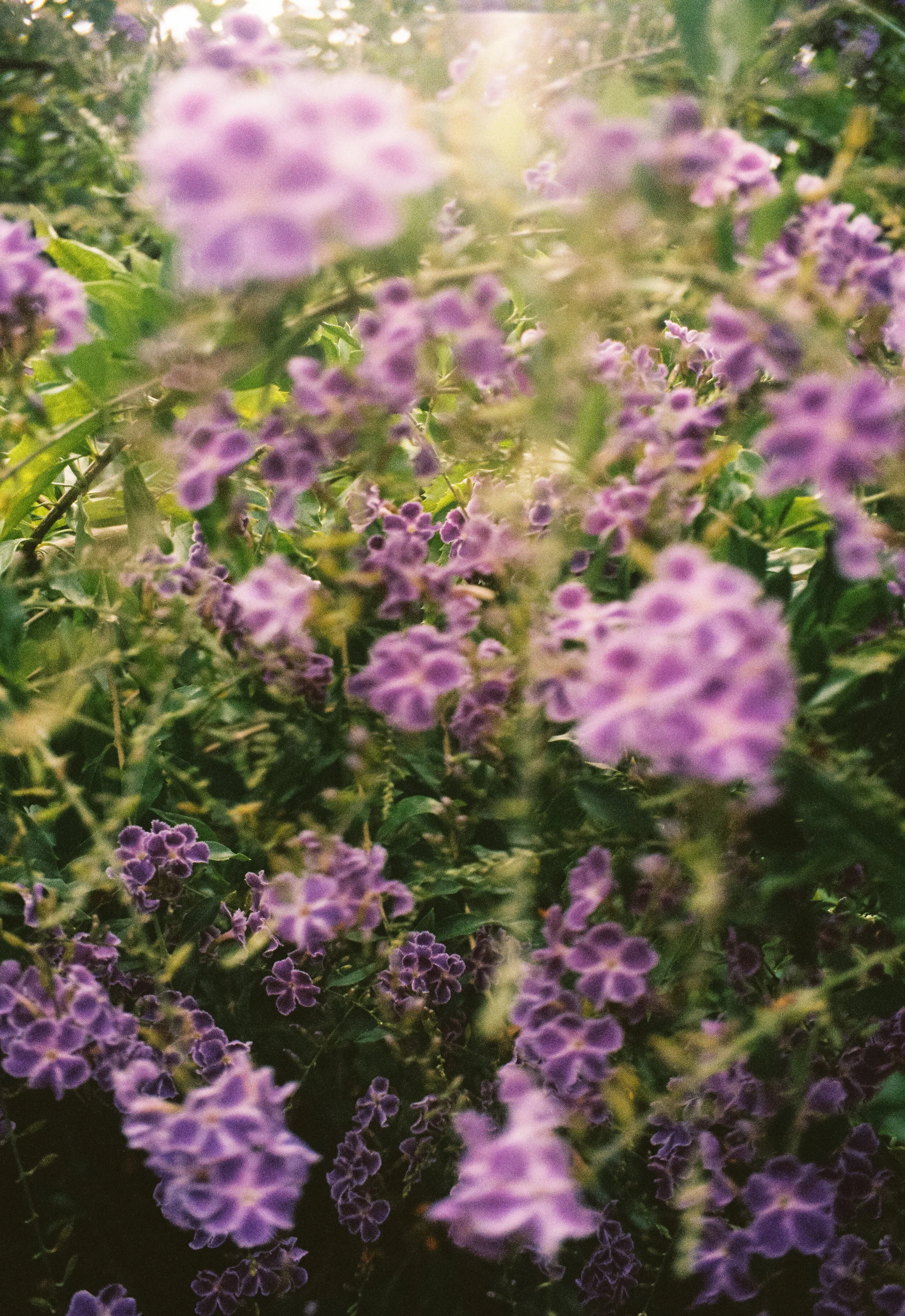 JC_6622_Portra 400_000789-R1-022-9A.jpg