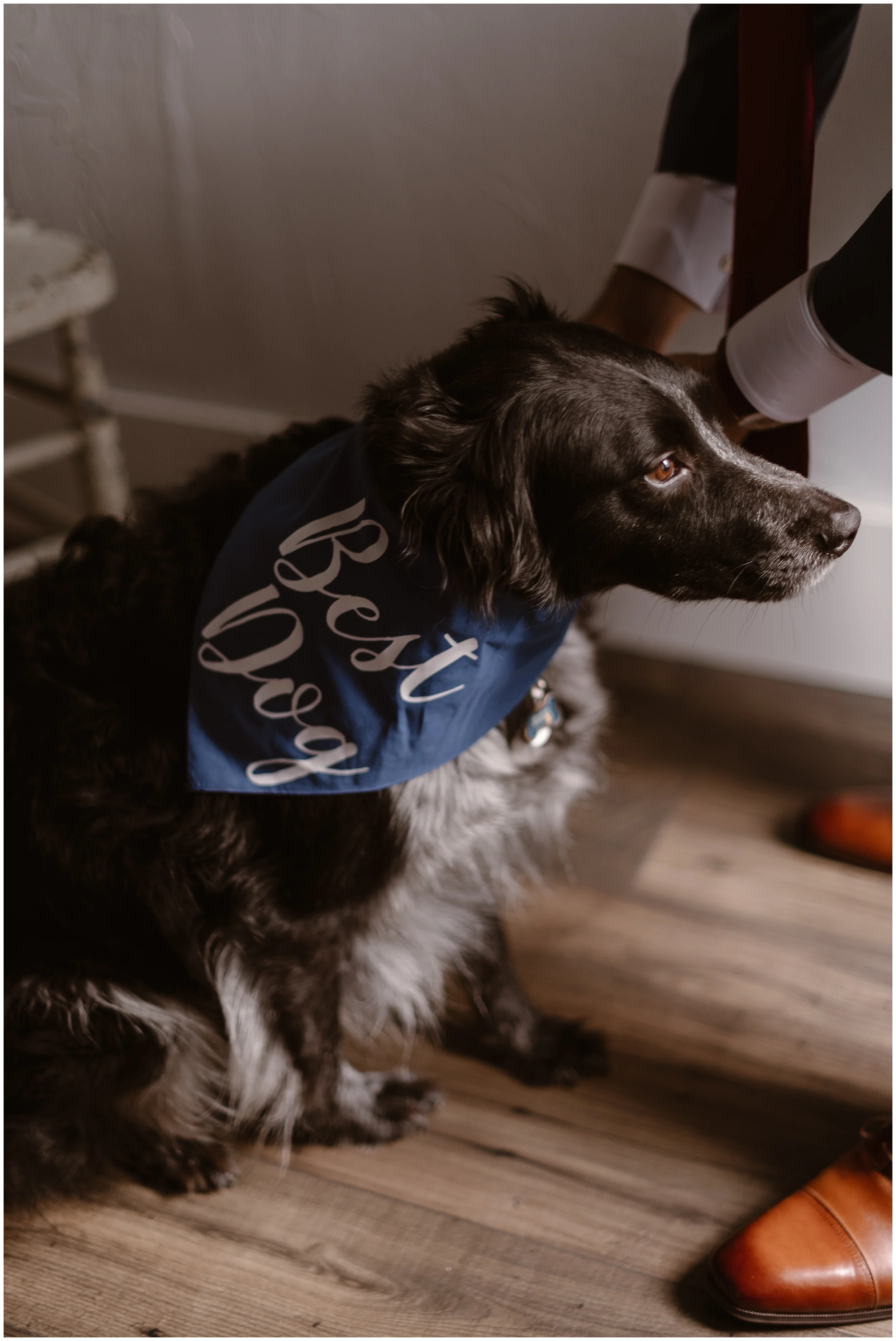 best dog bandana wedding