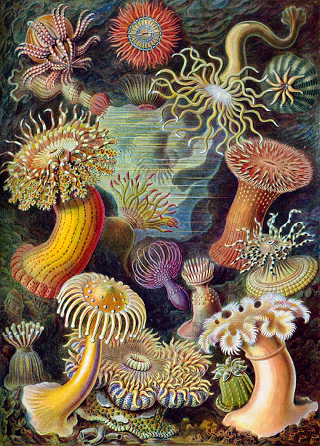 Haeckel_5.jpg