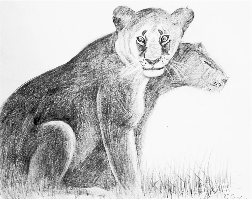 Lioness 2013