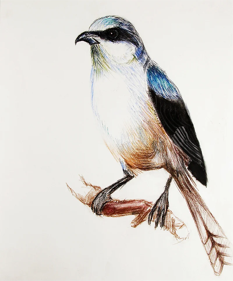 Bluejay 2013