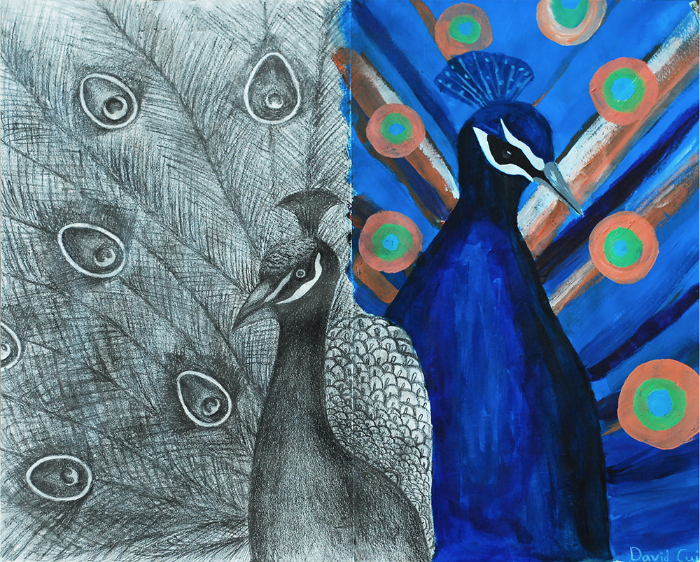 Peacock 2014