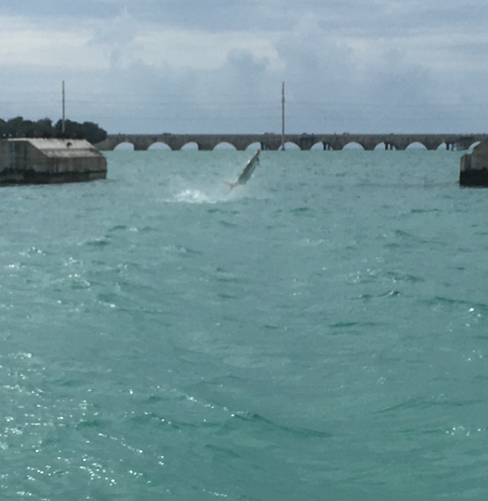 Tarpon, Florida Keys Fishing