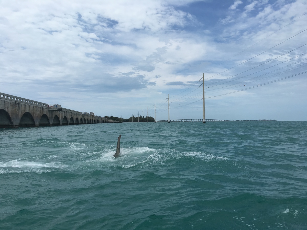 Islamorada, Tarpon, Captain Tony Horsley