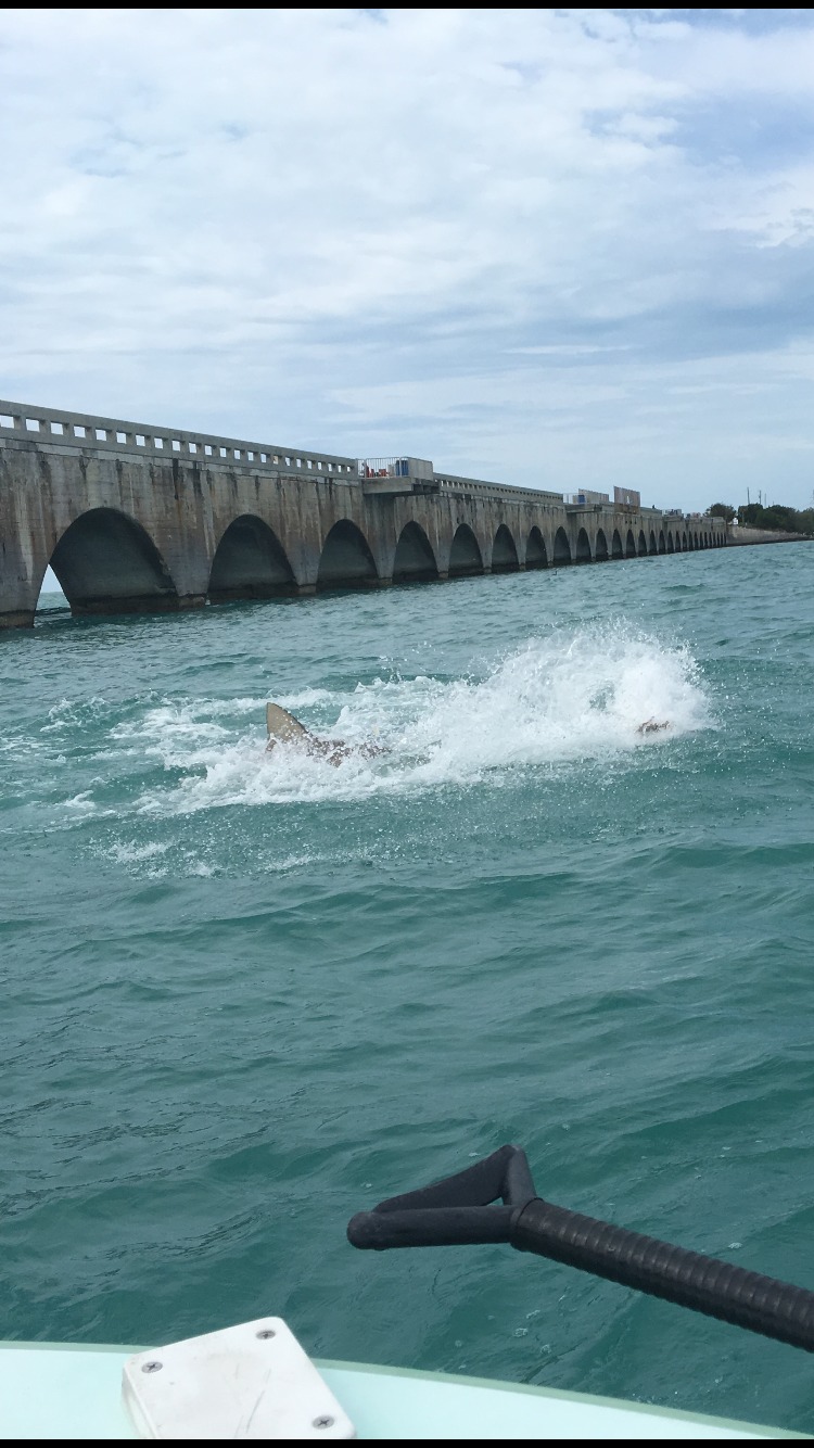 Tarpon, Tony Horsley, World Wide Sportsman