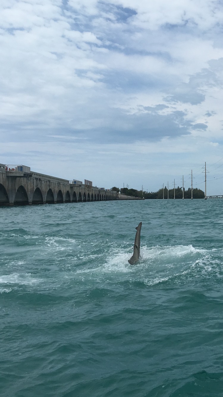 Tarpon, Fishing Guide, Tony Horsley