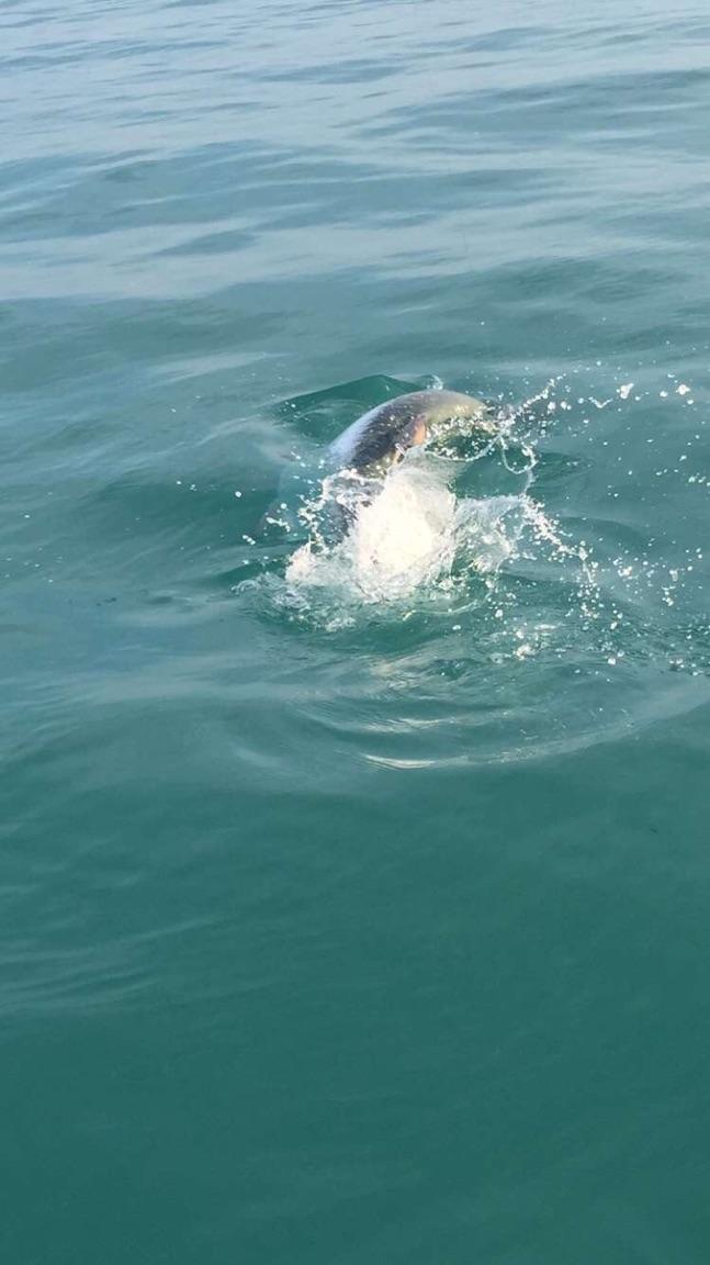 Florida Keys Tarpon Fishing