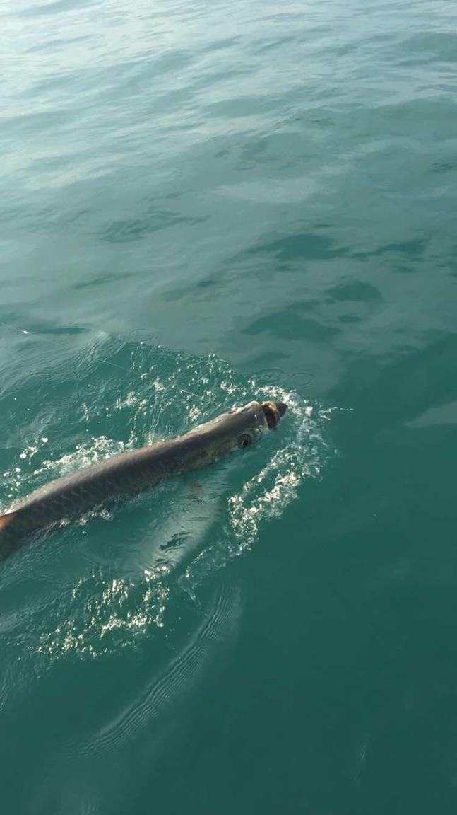 Tarpon, Islamorada, Tony Horsley, Fishing Guide