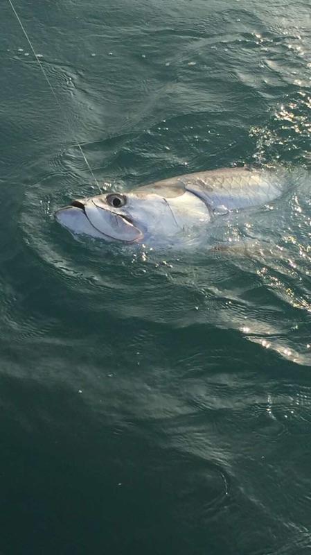 Tarpon, Islamorada, Tony Horsley, Fishing Guide