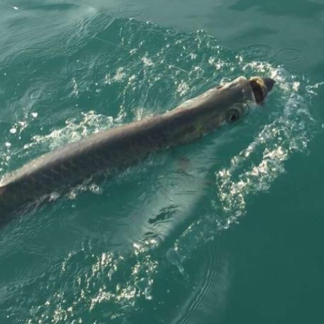 Tarpon, Islamorada, Tony Horsley, Fishing Guide