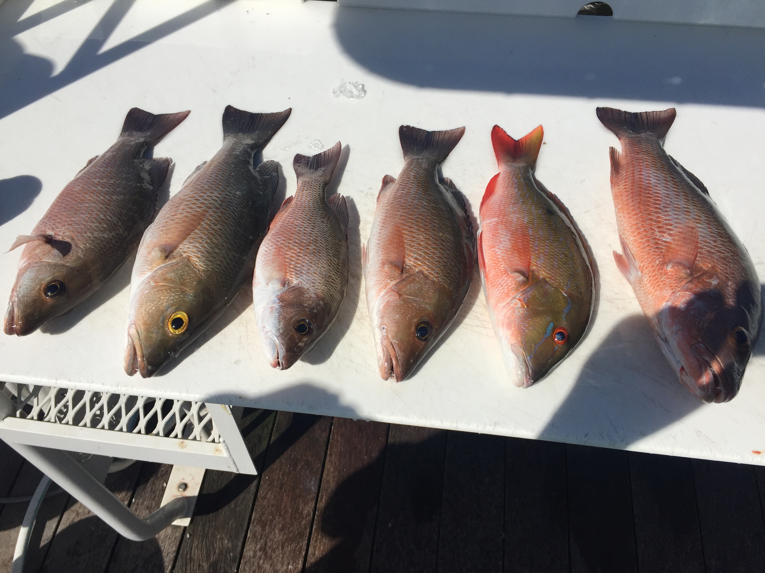 Snapper Fishing Charters Islamorada