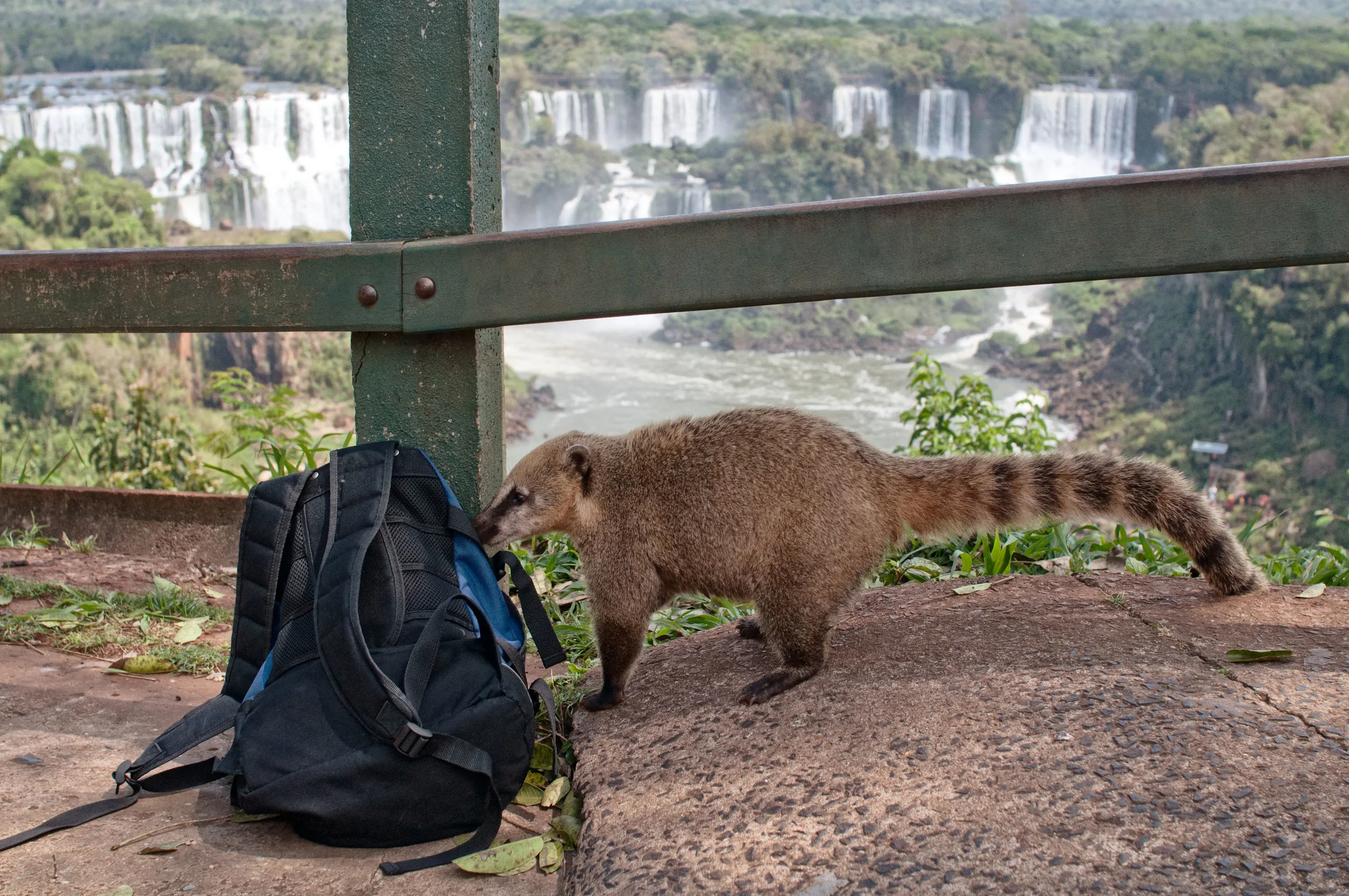 ¿Qué coño (con perdón) es un coati? — CARPE DIEM TODAY