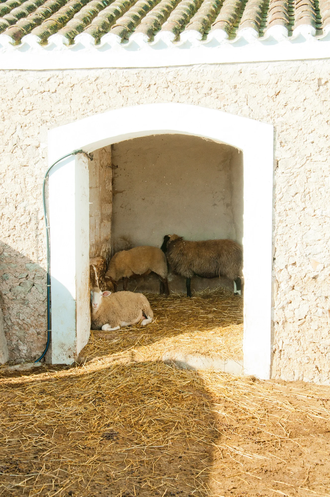 menorca-3.jpg